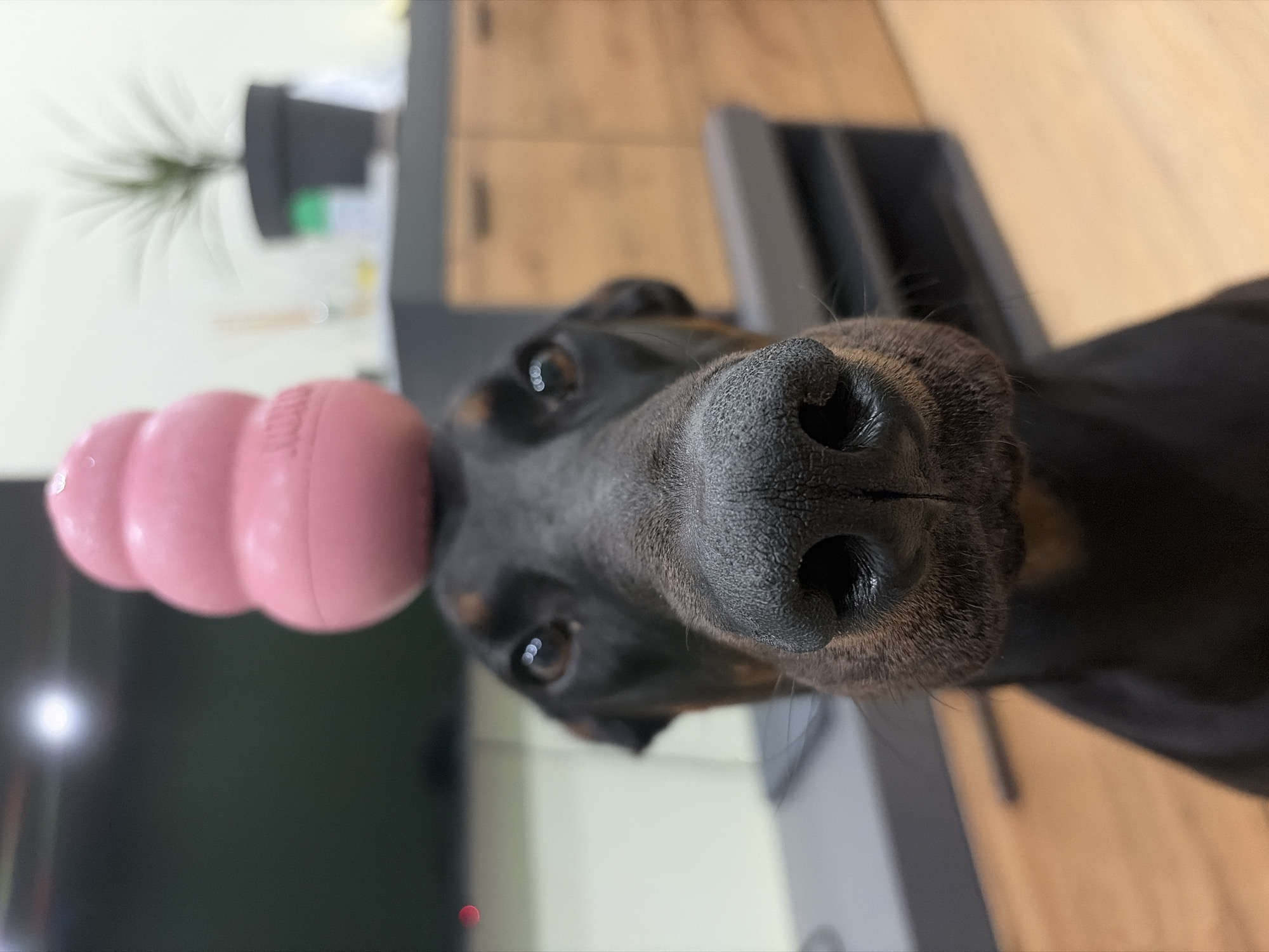 A black and tan Doberman Pinscher is depicted from a low angle, centered in the frame with its snout prominently in sharp focus. Its dark brown eyes are visible just above the bridge of its nose, reflecting ambient light sources, and are directed towards the viewer. A pink, rubber KONG Classic toy is balanced precariously on the dog's head, between its ears. The dog's muzzle shows fine hair and prominent whiskers, with its nostrils clearly detailed.
The background is significantly blurred due to a shallow depth of field. To the left, a large, dark rectangular screen, consistent with a television, is visible. Above and to the left of the television, a bright, circular bokeh suggests a strong light source. A subtle red indicator light is also visible in the lower left background. To the right, a light-colored wall provides a backdrop for a dark grey cabinet or console with visible wooden door panels or drawers. A small, green potted plant rests on top of this furniture, along with other indistinct objects. The flooring is a light-colored wooden surface. The dog's posture indicates a patient and focused action, likely balancing the toy on command. The scene is an interior domestic setting, located in the city of Sofia, Bulgaria.