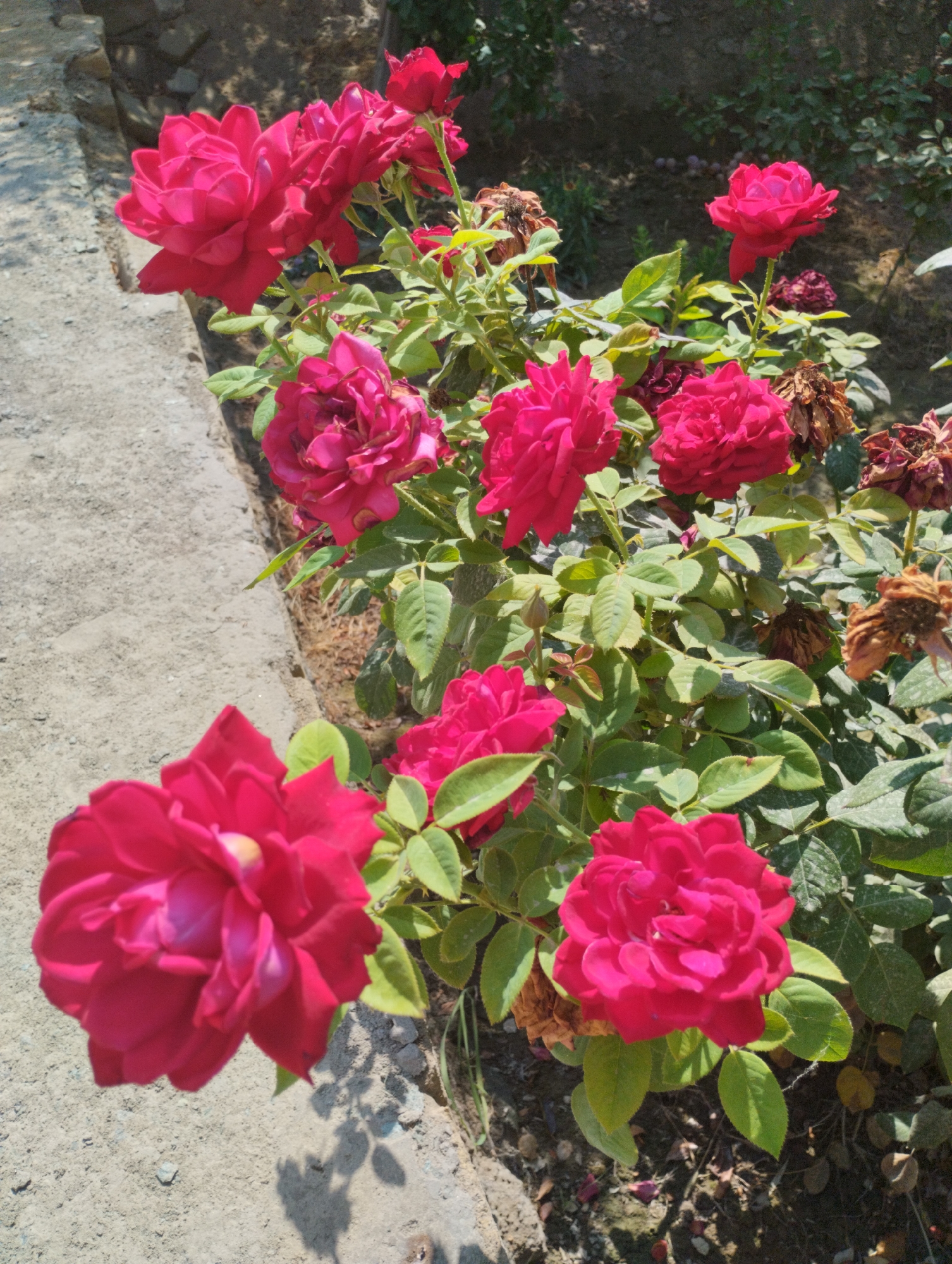 In the city of Yangibazar, Uzbekistan, a close-up shot captures a vibrant rose bush in bloom. The bush displays several large, deep pink roses, some fully open and others in various stages of unfurling. The roses are the primary subjects, with their petals catching the sunlight. Lush green leaves surround the flowers, providing a rich backdrop. Several dried, brown rose blossoms are also visible, indicating a cycle of blooming and decay. The ground in the foreground is a mixture of dirt and small stones, with a concrete border running along the left side of the image. The overall scene is one of natural beauty, with the bright flowers contrasting with the earthy tones of the surroundings. There are no people or animals present in the image.