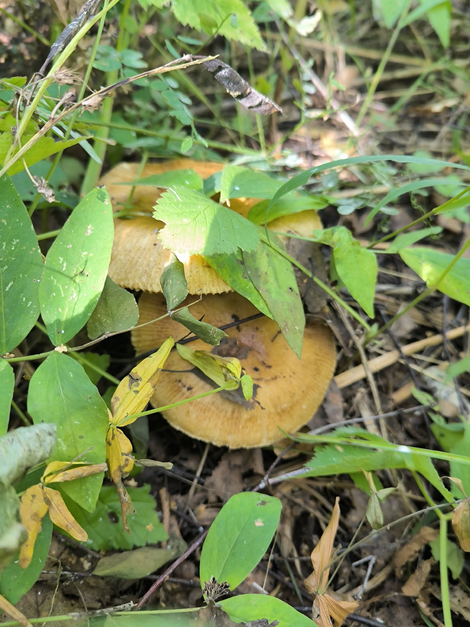 The image depicts a close-up, ground-level view of several wild mushrooms with tan to light orange caps, partially obscured by lush green foliage and dry leaf litter. The mushrooms appear to be growing in a forest floor environment. Sunlight filters through the leaves, creating dappled lighting on the scene. No people or animals are visible. The context of Maiskii, Russia, suggests a natural outdoor setting, likely a park or wooded area within or near the city.