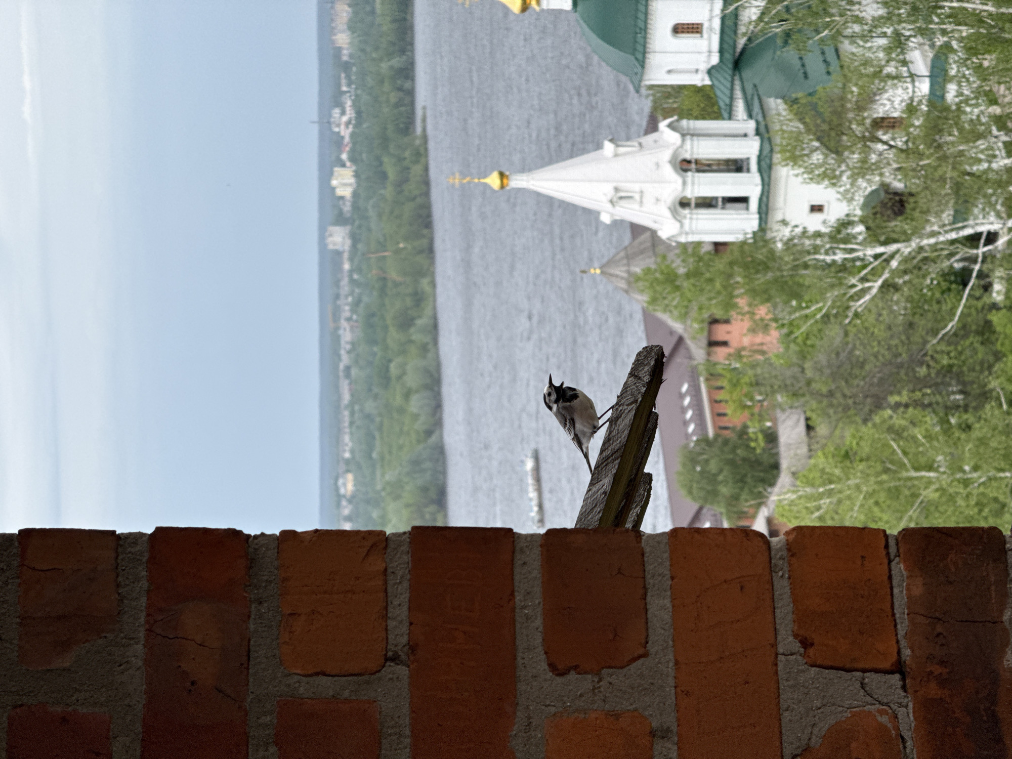 From behind a brick wall, a white wagtail bird perches on a piece of weathered wood. Beyond this foreground scene, the shot opens to reveal a landscape featuring a wide river and buildings. A white church with a golden cross on its roof stands out among the other structures. This is the Archangel Michael Cathedral, situated within the Nizhny Novgorod Kremlin, a historical fortress located in Nizhny Novgorod, Russia.