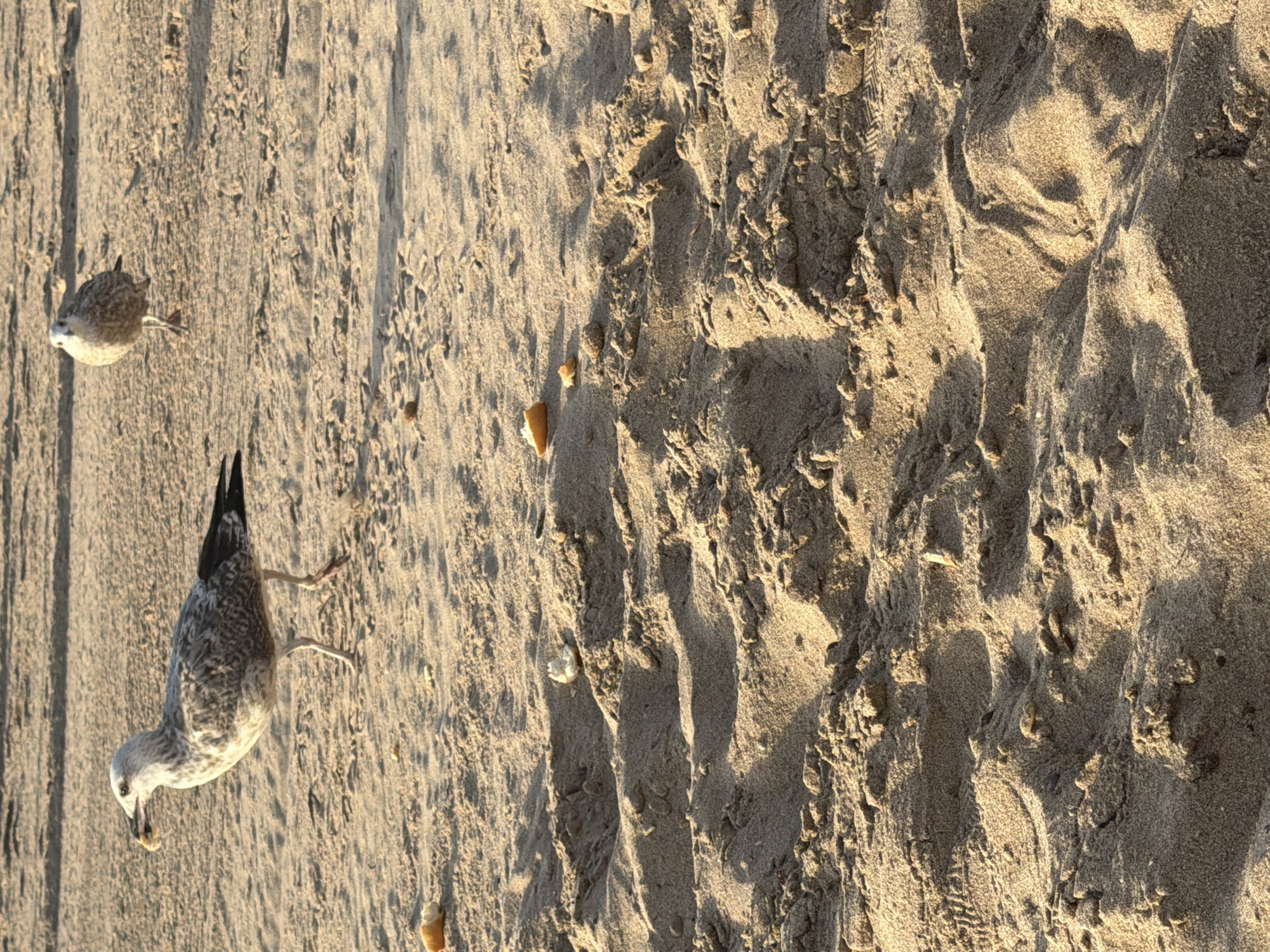This image depicts a beach scene in El Campello, Spain, characterized by sand dunes and two seagulls. One seagull, in the foreground left, is captured mid-stride with a piece of food in its beak, while another seagull is visible in the background right. The sand is textured with ripples and small pebbles, suggesting a natural, undisturbed beach environment. The lighting indicates it may be either early morning or late afternoon, casting long shadows across the sand. There are no people or man-made structures visible in the frame.