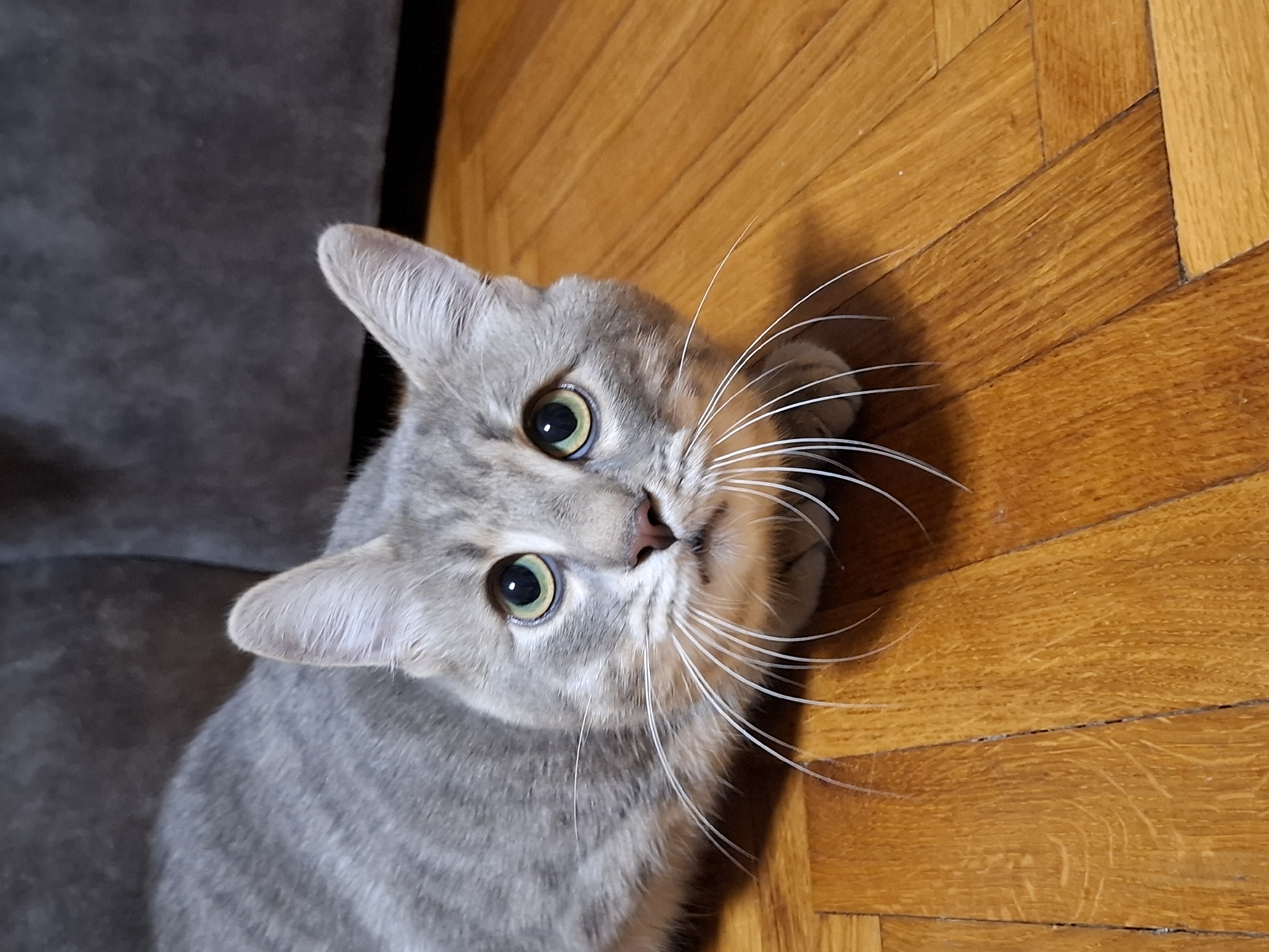 A close-up, high-angle photograph captures a domestic shorthair tabby cat with soft gray fur and subtle darker stripes, looking directly up at the camera. The cat's large, round eyes are a striking shade of green-amber, wide and alert with dilated pupils, conveying intense curiosity and attentiveness. Its prominent, long white whiskers fan out widely from its snout, some extending towards the right edge of the frame. A small, light pink nose is visible.
The cat's head is slightly tilted, and its pointed ears are perked upwards, suggesting it is listening or observing something with keen interest. The upper part of its patterned body is visible on the left side of the frame.
The setting is indoors, with the cat positioned on a warm-toned wooden floor, likely parquet, laid in a distinctive herringbone pattern. To the left of the cat, a dark gray, textured surface, possibly an upholstered sofa or carpet, provides a soft backdrop, contrasting with the vibrant wood. The lighting suggests a bright indoor environment, likely daytime, with soft shadows enhancing the cat's features. There is no visible text in the image. This scene is set in Novi Sad, Serbia.