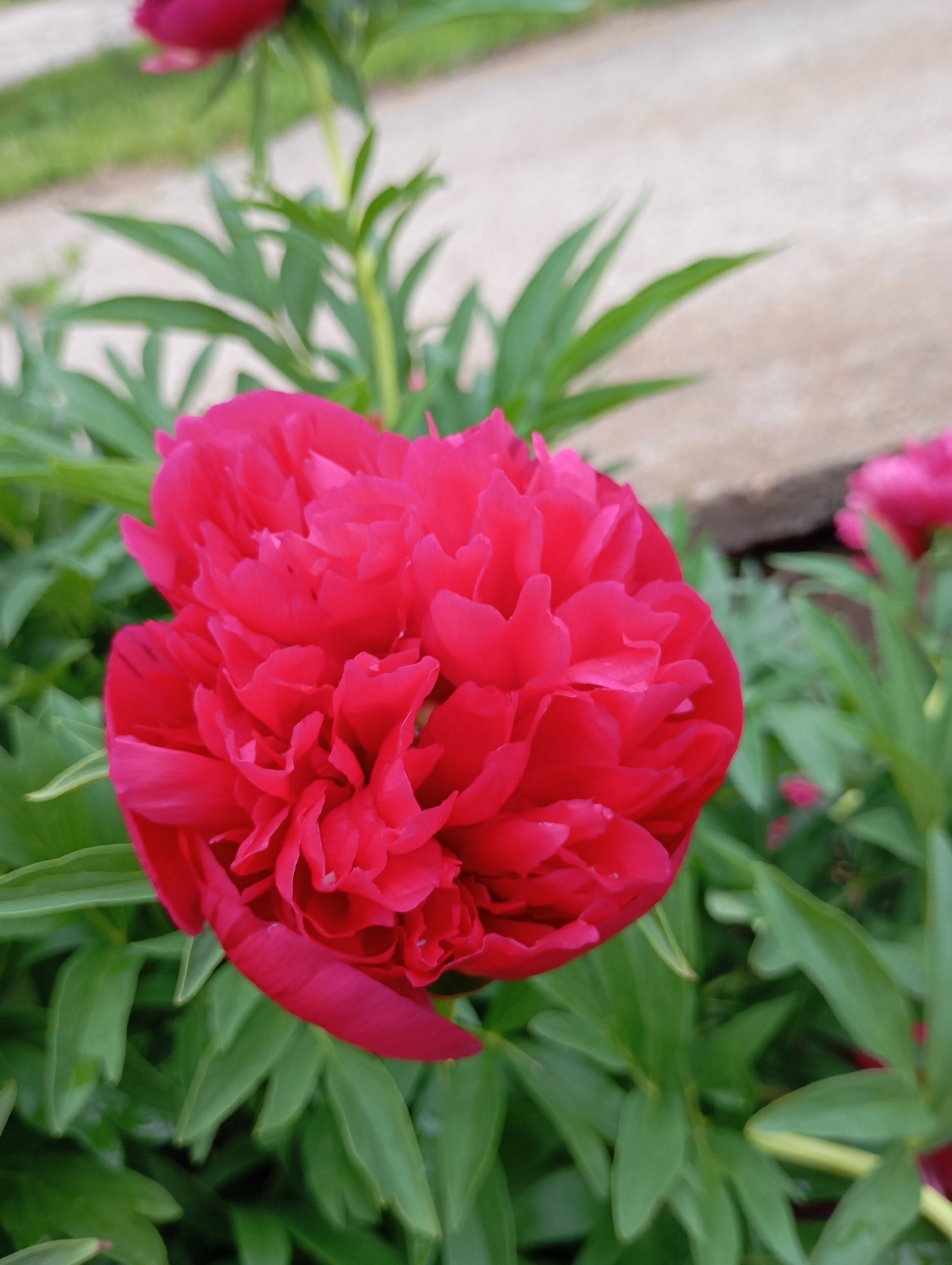 The image presents a detailed, downward-angled view of a single, vibrant red peony flower, centrally positioned and slightly to the left, within an outdoor garden in Foki, Russia. The prominent bloom displays densely packed, ruffled petals of a rich fuchsia-red hue, with small water droplets visible on their surfaces. The immediate foreground and midground are filled with sharply focused, lush green foliage of the peony plant. The background is heavily blurred, revealing a lighter, greyish-beige ground or path surface in the upper left quadrant and a secondary, out-of-focus red flower among additional green foliage on the right side of the frame. The lighting is soft and natural, without harsh shadows. No human or animal subjects are present.