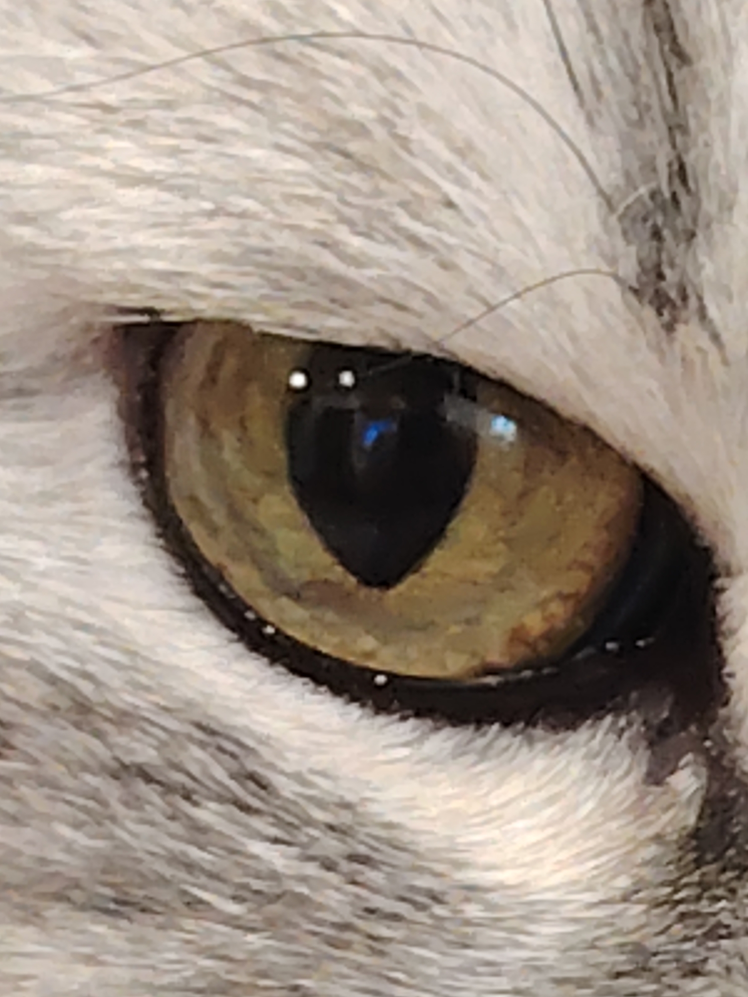 A macro shot captures the intense gaze of a cat's eye, framed by soft fur. The prominent subject is the cat's left eye, which dominates the frame. The iris is a striking blend of golden-green and amber tones, with subtle streaks and variations in color that give it a textured appearance. The pupil is vertically elongated and appears dark, almost heart-shaped due to the reflections and natural contour.
Two distinct, bright white reflections, known as catchlights, are visible in the upper part of the pupil, indicating light sources. A fainter blue reflection is also discernible within the pupil, possibly from a screen or an ambient light source. The dark rim of the eyelid is visible around the iris, and small, subtle eyelashes or fur follicles can be seen along the edge.
The fur surrounding the eye is a mix of light grey and white, with darker grey or black stripes and individual hairs visible, characteristic of a tabby cat or similar breed. The fur is slightly out of focus compared to the sharp details of the eye, creating a shallow depth of field that draws attention to the eye itself. There is no discernible activity other than the cat's presence. No specific location or time of day can be determined, but the lighting suggests an indoor setting or an overcast environment. No text is visible in the image.