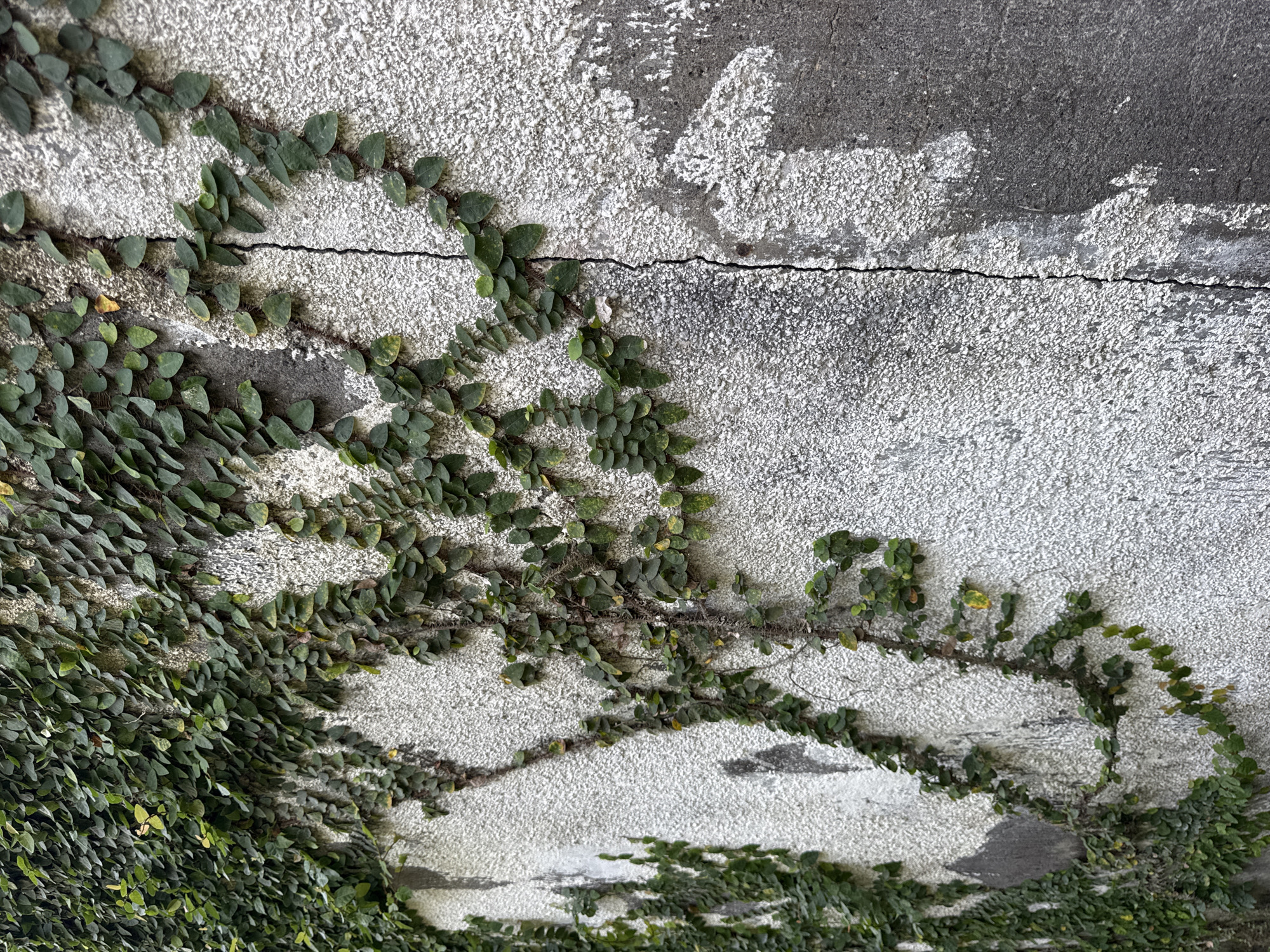 The image shows a textured concrete wall, possibly exterior, with a horizontal crack running across it. The upper portion of the wall is darker in tone, while the area below the crack is lighter with a more visible textured surface. Vines with small, rounded leaves are growing on the wall, most densely on the left side and along the bottom. The setting is suspected to be in Jimbaran, Indonesia, but there is no visual confirmation.