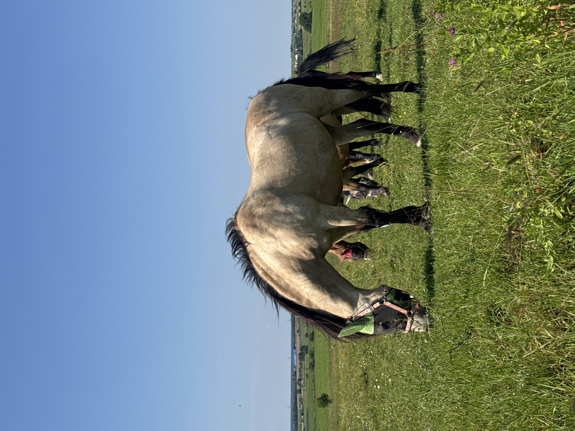 A herd of horses grazes in a lush green field under a clear blue sky. The horse in the foreground is light brown with a dark mane and tail, wearing a green fly mask and a pink halter. Other horses are visible in the background. The field is dotted with small white flowers and some taller green plants. In the distance, a flat, green landscape stretches out, with trees and some distant structures. The scene appears to be a rural setting, possibly in or around Kaporskoe, Russia, on a bright, sunny day.