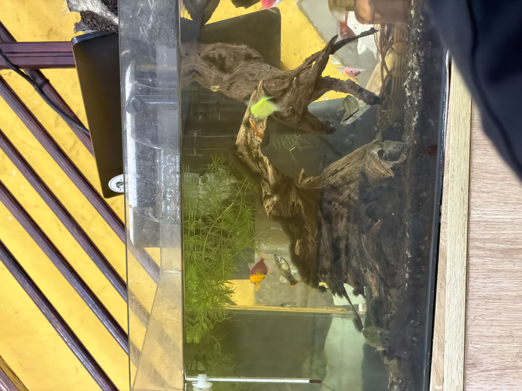 The image shows a rectangular aquarium with fish, plants, and driftwood inside. The water appears slightly murky. The tank is set against a background of a yellow wall with dark brown striped accents and a light wood-colored surface on the right. The presence of fish, plants, driftwood and aquarium equipment suggests it's a decorative or hobbyist setup. The scene appears indoors. Information about the city of Đà Nẵng, Vietnam, is not evident from the image.