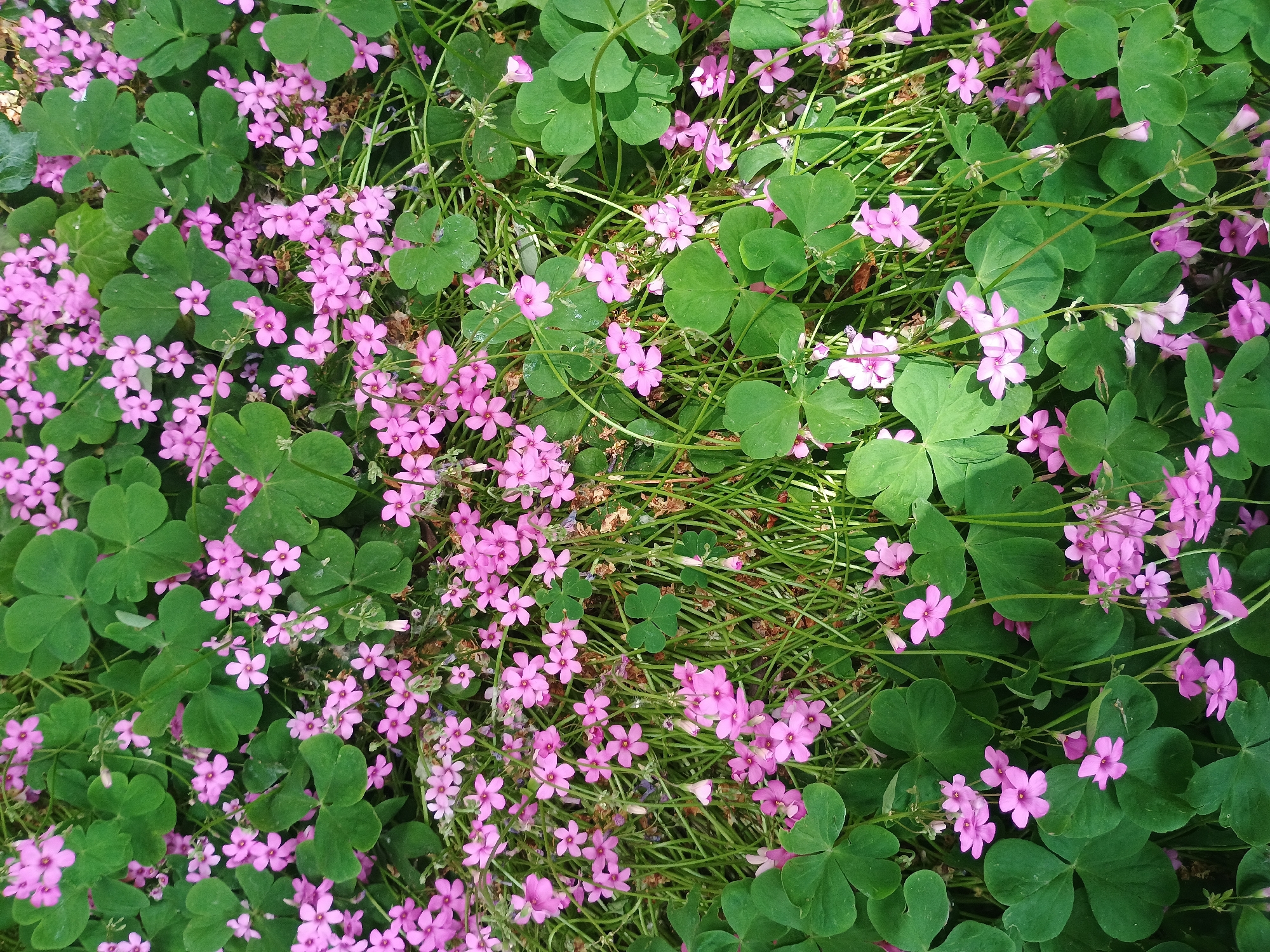 A top-down, medium shot depicts a dense patch of plants, featuring clover-like leaves and small, light pink flowers. The clover-like leaves are a vibrant green, with the flowers interspersed throughout the vegetation. The scene is bathed in natural light, creating a visually appealing contrast between the green foliage and pink blossoms. The location appears to be a garden or natural area. No people are visible in the image. The overall impression is one of natural beauty and dense growth. The location in the city is Unknown, Unknown.