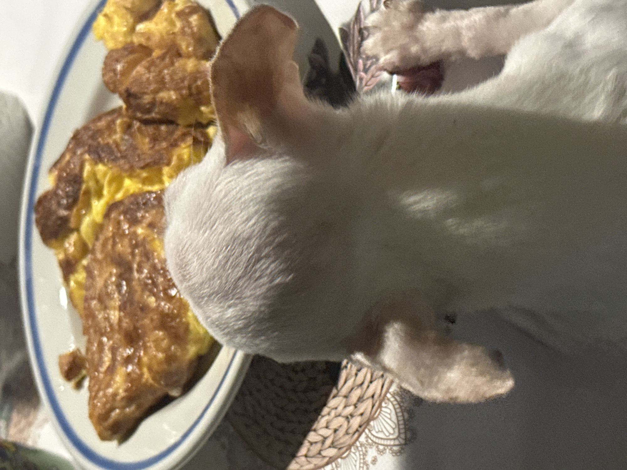 A white cat is positioned near a plate of food, possibly eggs. The plate has a blue rim. The scene is indoors, but no specific details indicating the location as Chubra, Bulgaria are discernible from the image. The environment is not richly detailed. The focus is on the cat and the food on the plate.