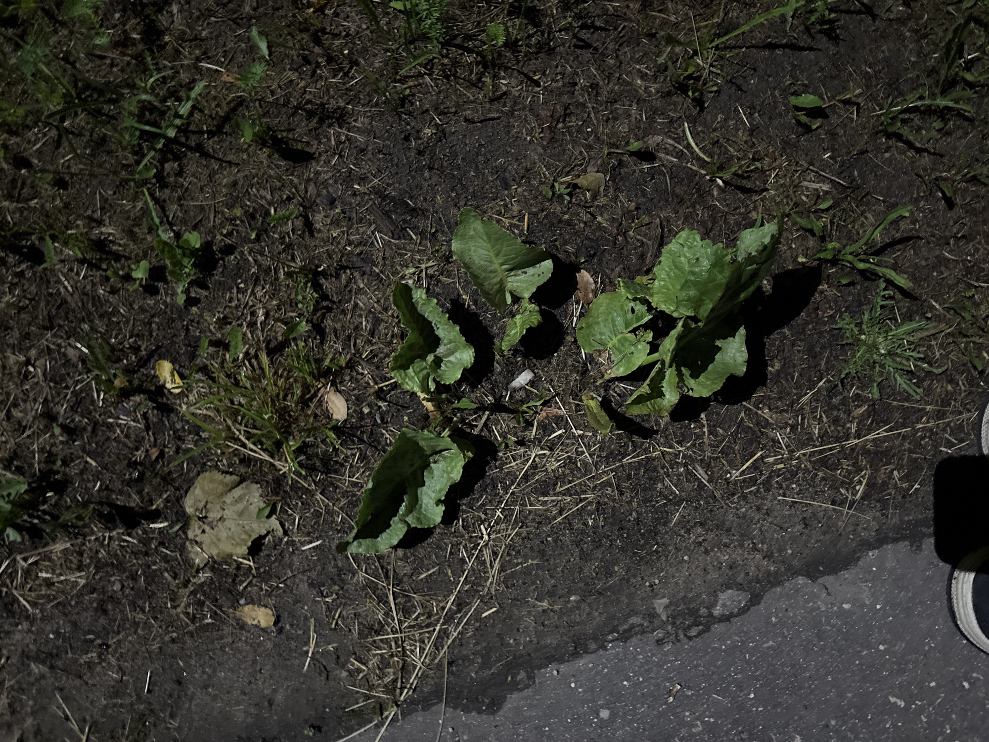 The image shows a patch of ground next to an asphalt surface, likely a sidewalk or road edge. The ground is a mixture of dark soil, dried grass and straw, and a few small green plants with broad leaves. In the upper left quadrant of the image, there is a single, dry, light brown leaf. The asphalt surface on the left is wet and reflective, suggesting recent rain or watering. The lower portion of the image shows the tip of a person's shoe and the shadow of their foot, indicating they are standing on the asphalt. The overall lighting suggests it is nighttime or a very dark environment, with artificial light illuminating the scene. The environment appears to be an outdoor urban or suburban setting. The location is specified as Відзаўскі сельскі Савет, Belarus.