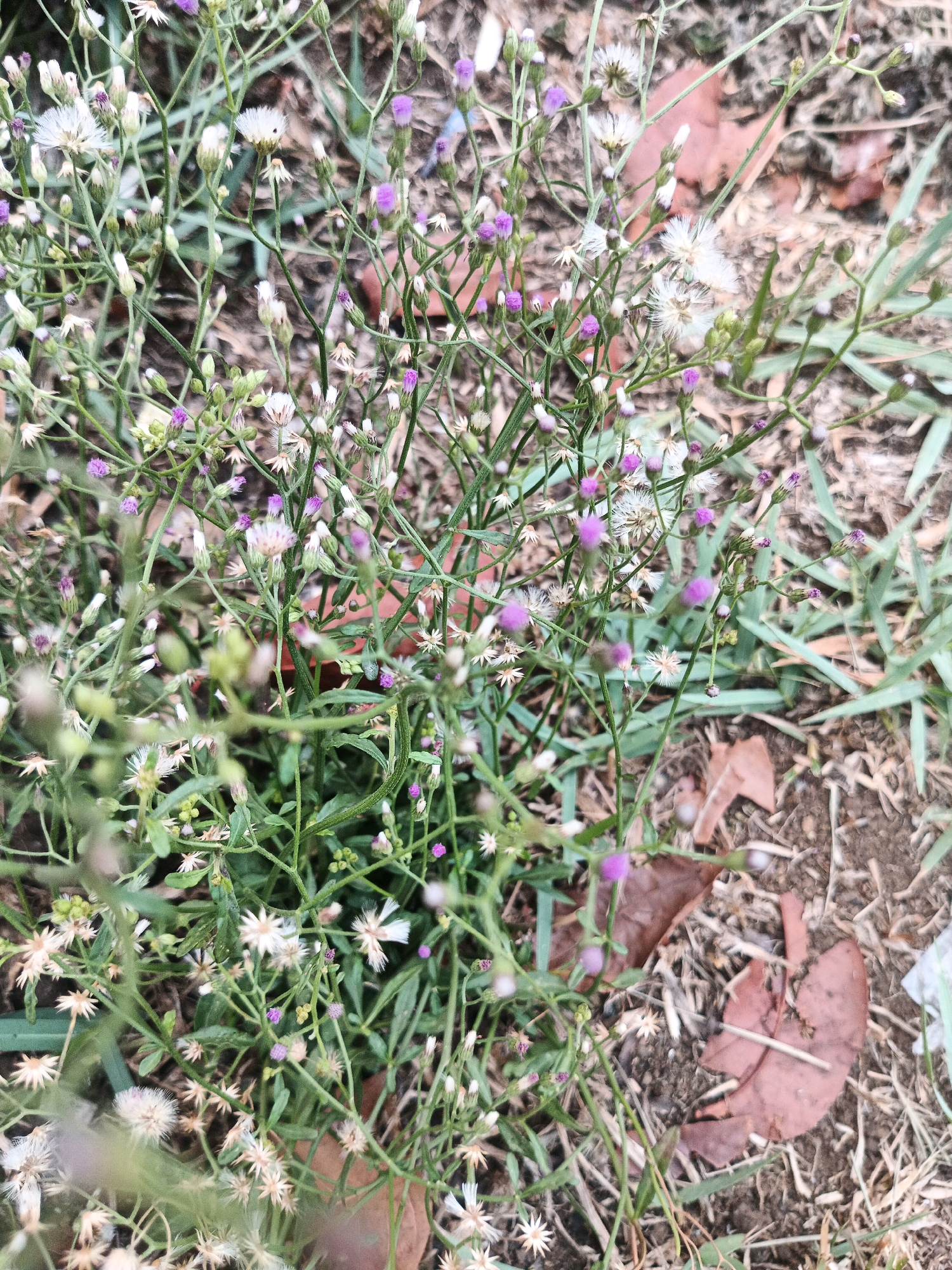 A close-up, high-angle shot showcases a patch of wild vegetation, characterized by slender green stems and numerous small flowers. The flowers exhibit a dual color palette, with some displaying delicate white petals and others featuring tiny purple buds. The ground beneath is a mix of dry grass, soil, and a few fallen brown leaves, suggesting an outdoor environment. The scene appears to be a natural or semi-natural setting within a park or unkempt area of the city. The lighting is natural, indicating it was taken during the day, with no artificial elements prominently featured. The overall impression is one of natural, albeit slightly uncultivated, flora.