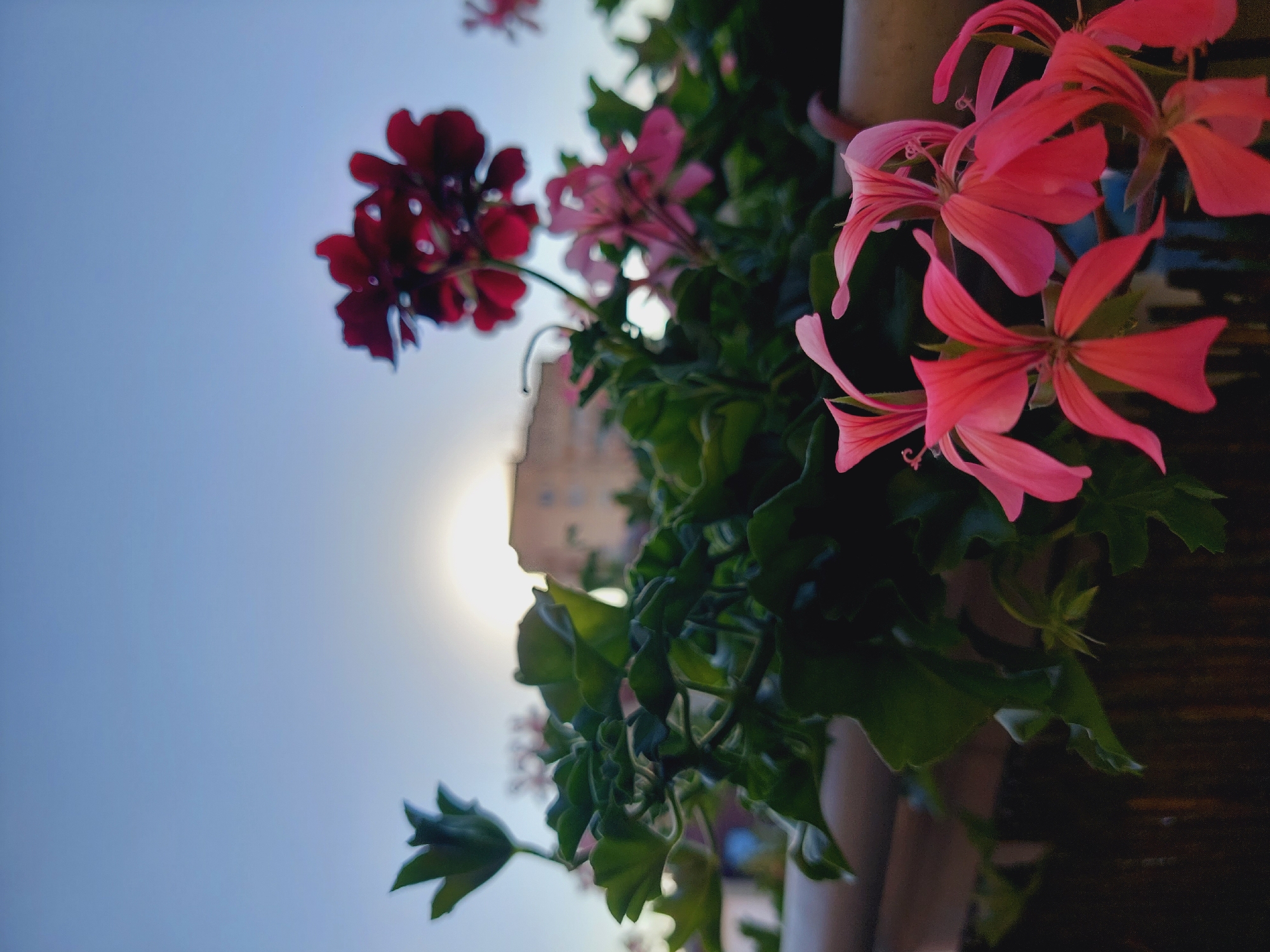 The photograph captures a close-up view of flowering geraniums in a planter, set against a backdrop of a pale blue sky with the sun partially obscured by a building. The foreground is dominated by several vibrant pink geranium blossoms, their delicate petals spread open. Behind them, lush green foliage is visible, interspersed with darker red geraniums that are out of focus. The building in the background appears to be of moderate size and is also softened by the focus. The lighting suggests it is either sunrise or sunset. The image was taken in Sofia, Bulgaria.