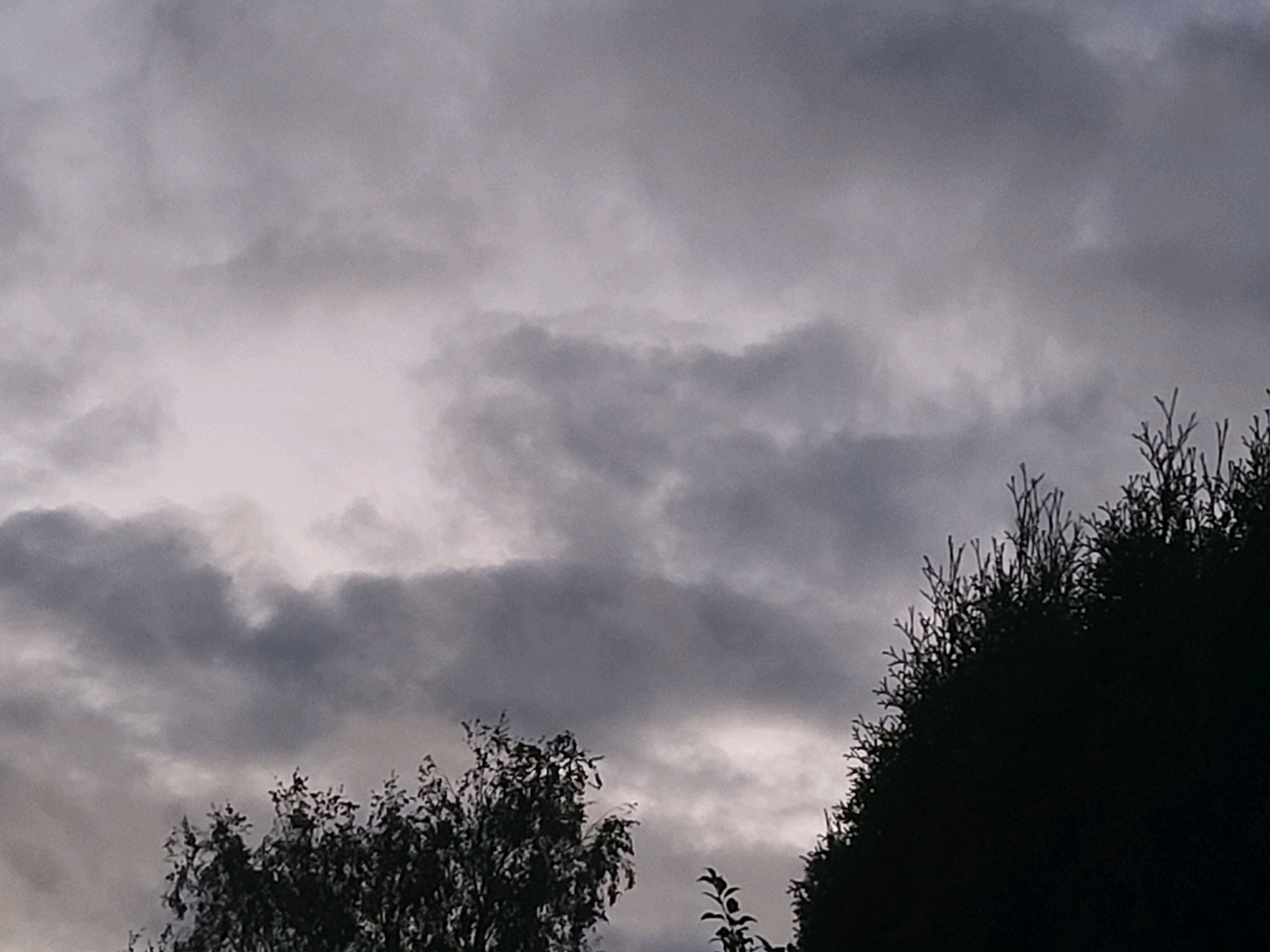 The image shows a cloudy sky with dark, diffused clouds. Silhouettes of trees are visible in the foreground, with one on the left and another on the right. The tree on the left has foliage, while the tree on the right appears to be a coniferous tree with many thin branches extending upwards. The overall lighting suggests it is either dawn, dusk, or an overcast day. The scene is devoid of people and any specific urban features, making it impossible to determine the location in Jelgava, Latvia, or any specific city context.