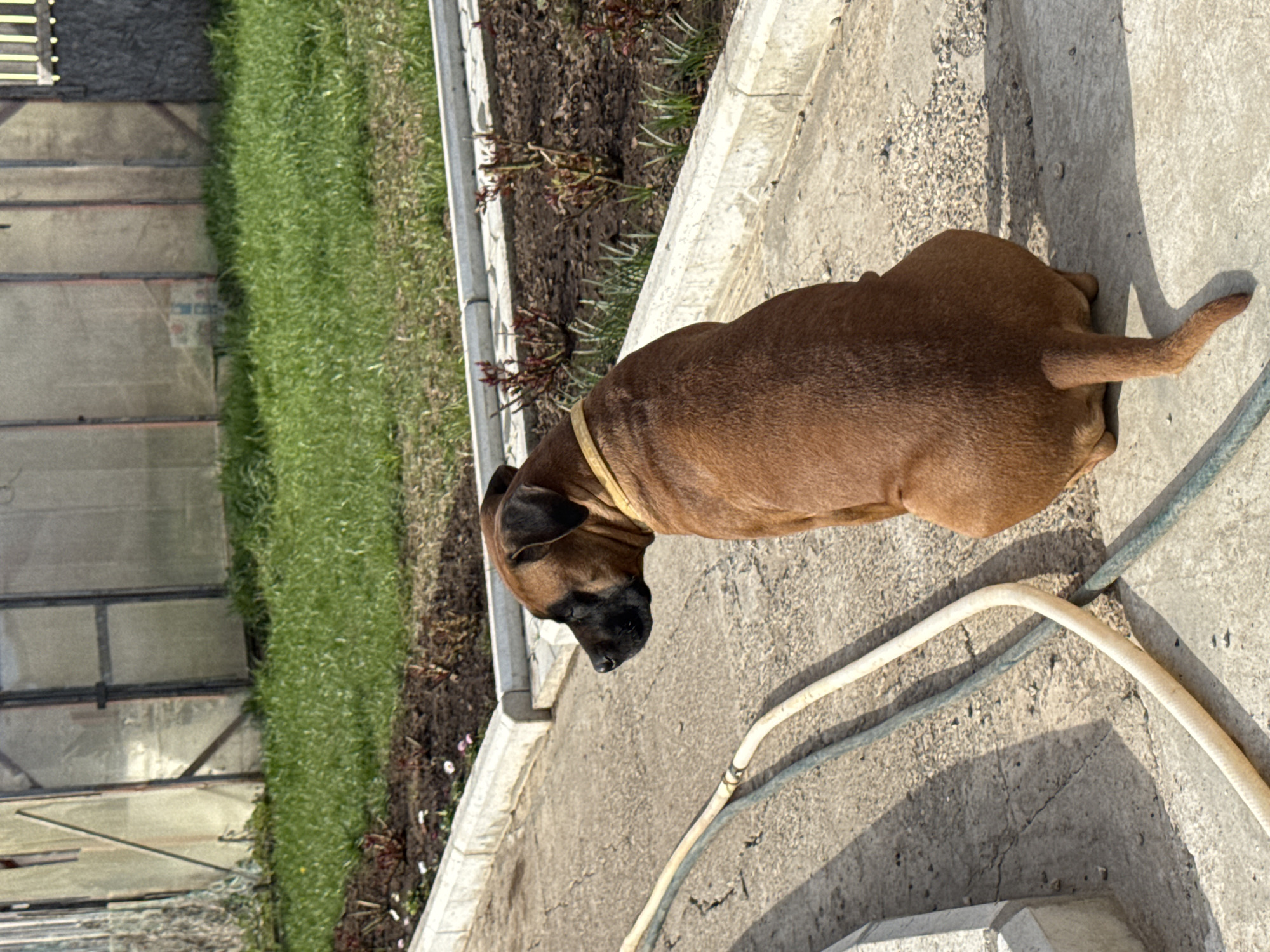 The image depicts a brown Boxer dog with a black muzzle wearing a yellow collar, standing on a concrete surface beside a raised flower bed and a garden hose. To the left of the flower bed, there is a greenhouse. The location is likely the city of Chaikovsky, Russia.