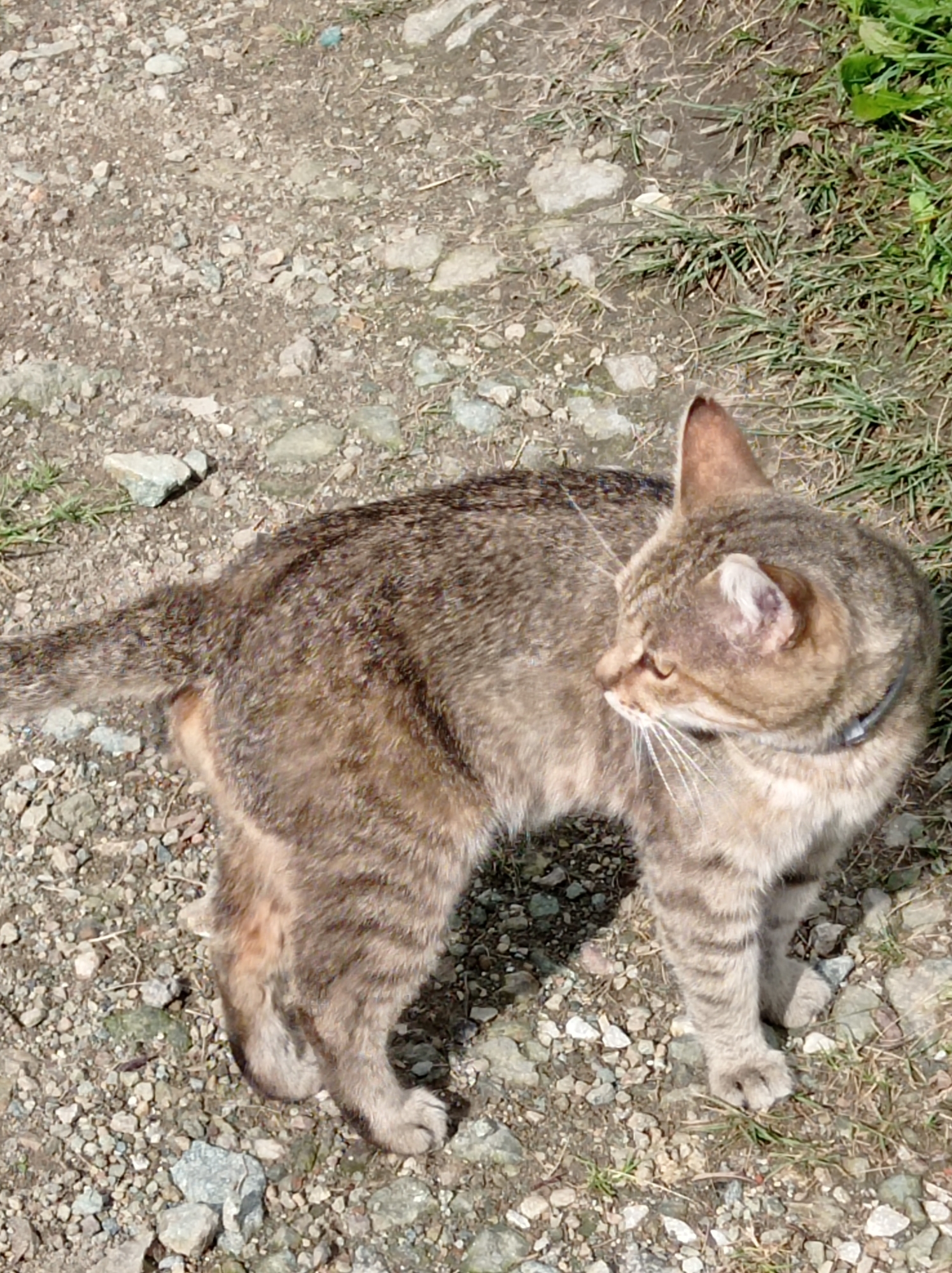 A tabby cat stands on a gravelly path next to dry grass. The cat is facing to the right, with its head turned back towards the camera. It has grey and brown fur with darker stripes. The cat is wearing a dark collar. The ground is covered in small grey and white stones, with some patches of dry grass and dirt. The image appears to have been taken outdoors on a sunny day. The location is the city of Degtyarsk, Russia.