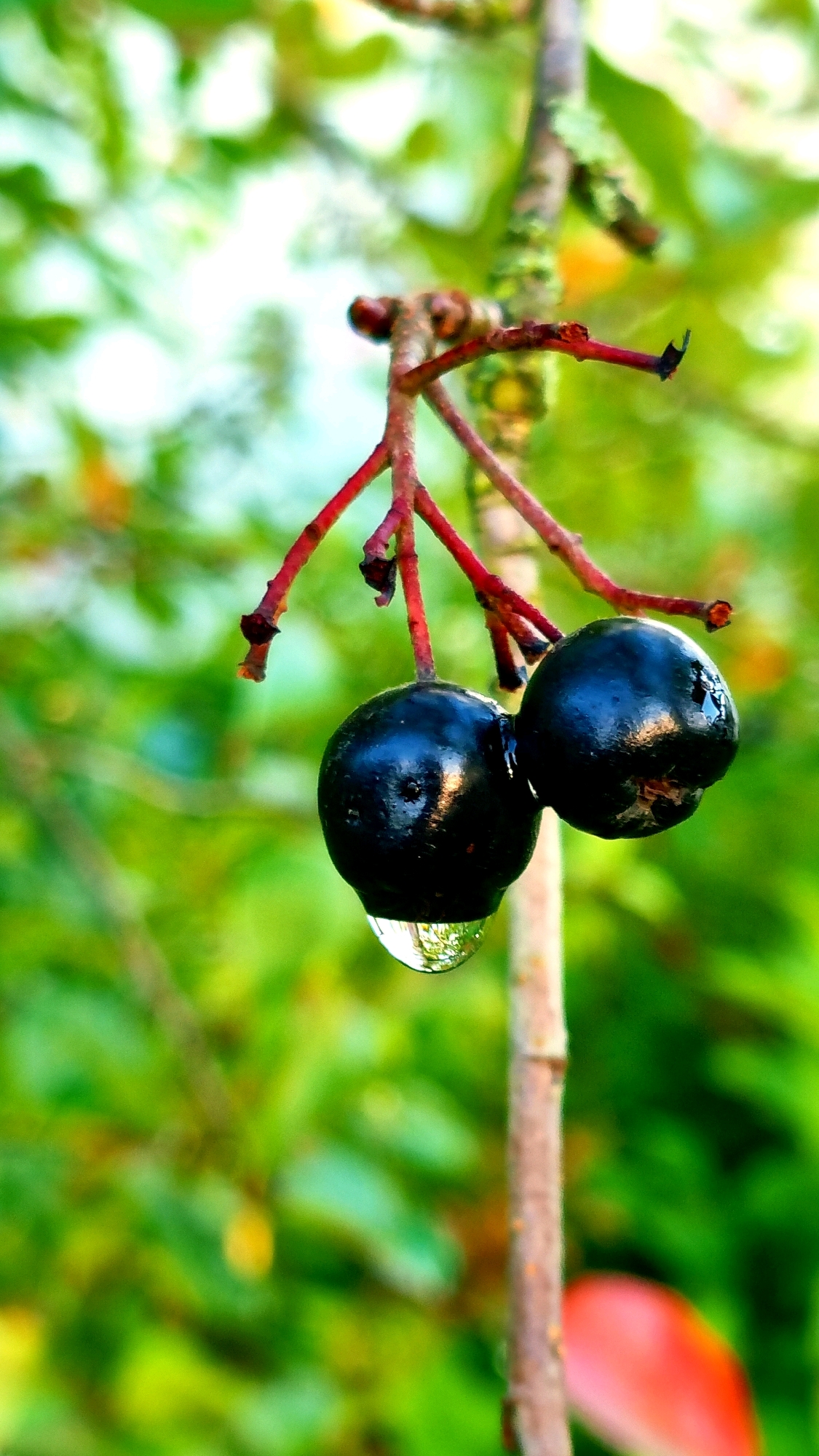 A close-up, vertical shot focuses on two ripe, dark purple chokecherries hanging from a thin, reddish-brown branch. The berries are glossy and appear slightly wet, with one of them featuring a large, clear water droplet clinging to its underside, reflecting the green foliage. The branch is textured and slightly mossy in places. The background is a soft, blurred green, suggesting a natural outdoor setting with out-of-focus leaves. The image captures a moment of natural beauty with the emphasis on the fruit and the surrounding greenery.