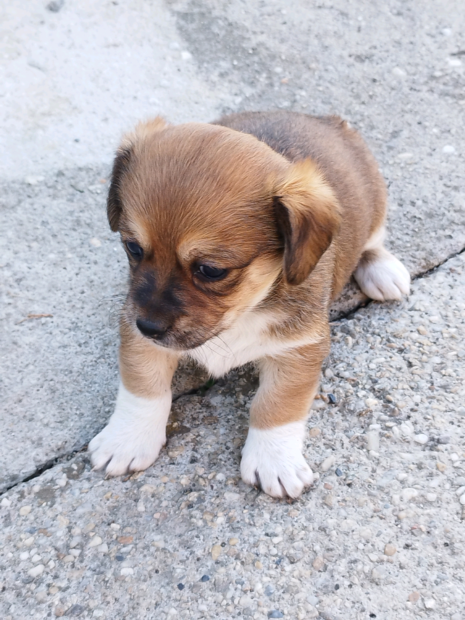 A young brown and white puppy is captured in a close-up, eye-level shot, sitting on a rough, gray concrete surface. The concrete is cracked and has a textured, pebble-like appearance. The puppy, facing left, has soft brown fur on its head and back, with white markings on its chest and paws. Its ears are floppy, and its eyes are dark and appear slightly downcast. The lighting suggests an outdoor setting, possibly during the day, with natural light illuminating the scene. The background consists of more of the same textured concrete, with some lighter gray areas. There is no indication of a specific location in Bucharest, Romania; the scene is generic and could be found in many urban environments.