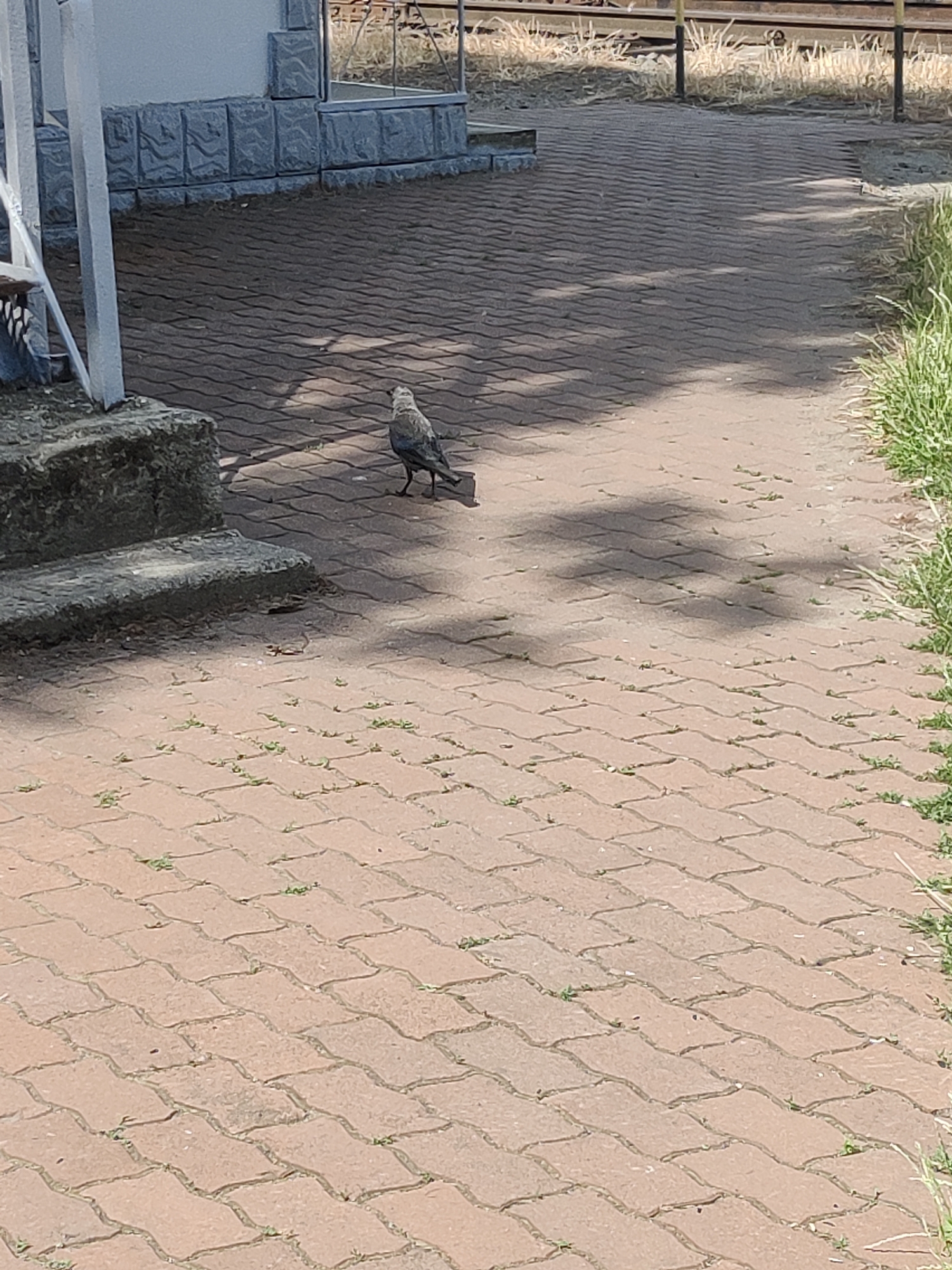 A lone bird stands on a brick-paved walkway in front of a building with gray stone accents. The bird is facing to the left, with its head slightly turned. The walkway is surrounded by sparse green grass on the right side and a dark stone structure with steps on the left. In the background, there are railway tracks and yellow posts. The scene suggests an outdoor urban environment, potentially a station or public area in Koziatyn, Ukraine. The lighting indicates it is daytime, with shadows cast from unseen objects, possibly trees.