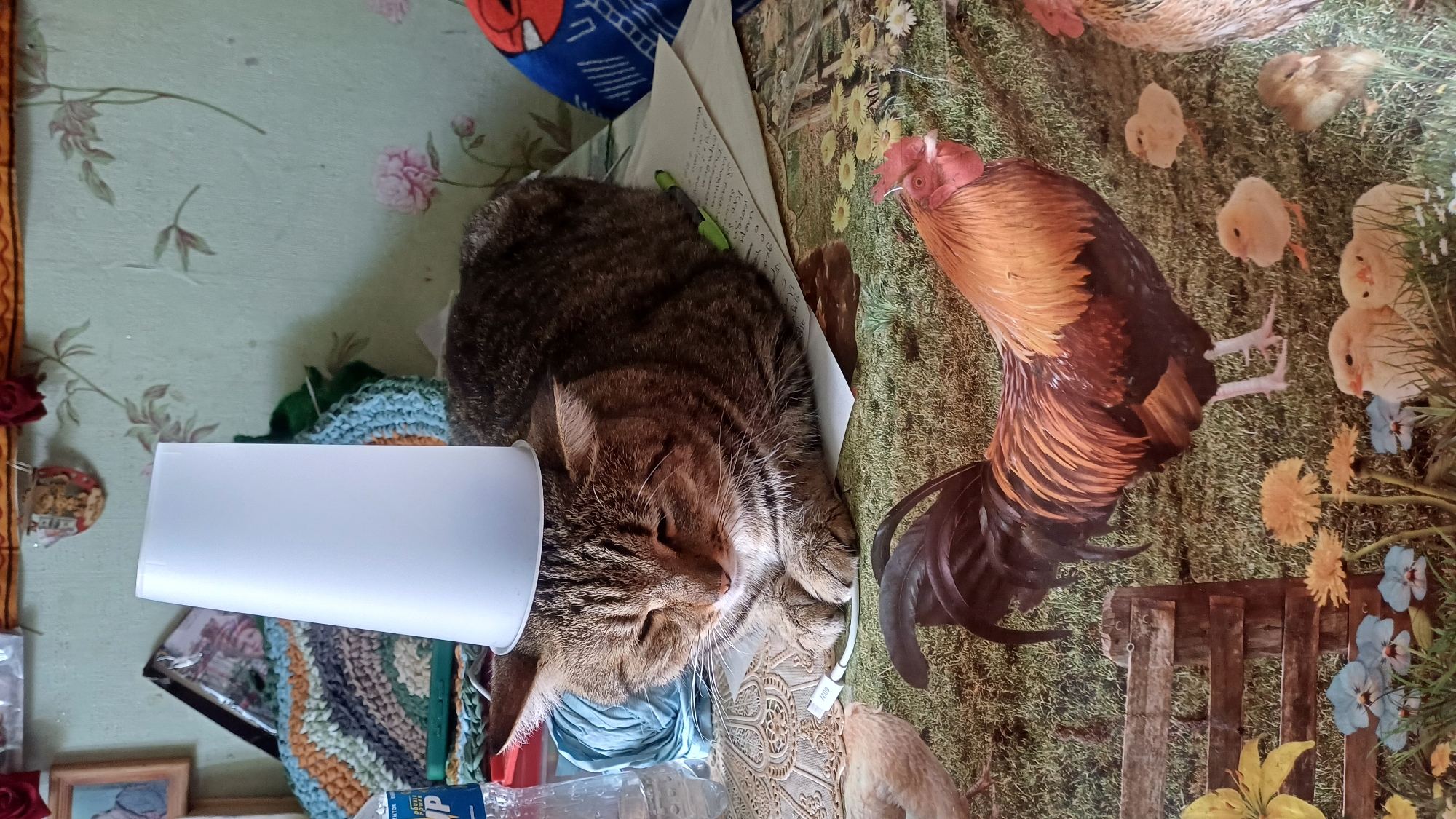 A tabby cat is lying on a table with its eyes closed, a white plastic cup is placed upside down on its head. The cat is on top of some papers and a white cable. The table has a tablecloth with a printed pattern of chickens and roosters in a grassy field. In the background, there are some objects, including a bottle of water, a crocheted item, and a wall with a floral wallpaper. The scene appears to be indoors, possibly in a home environment in Izhevsk, Russia.