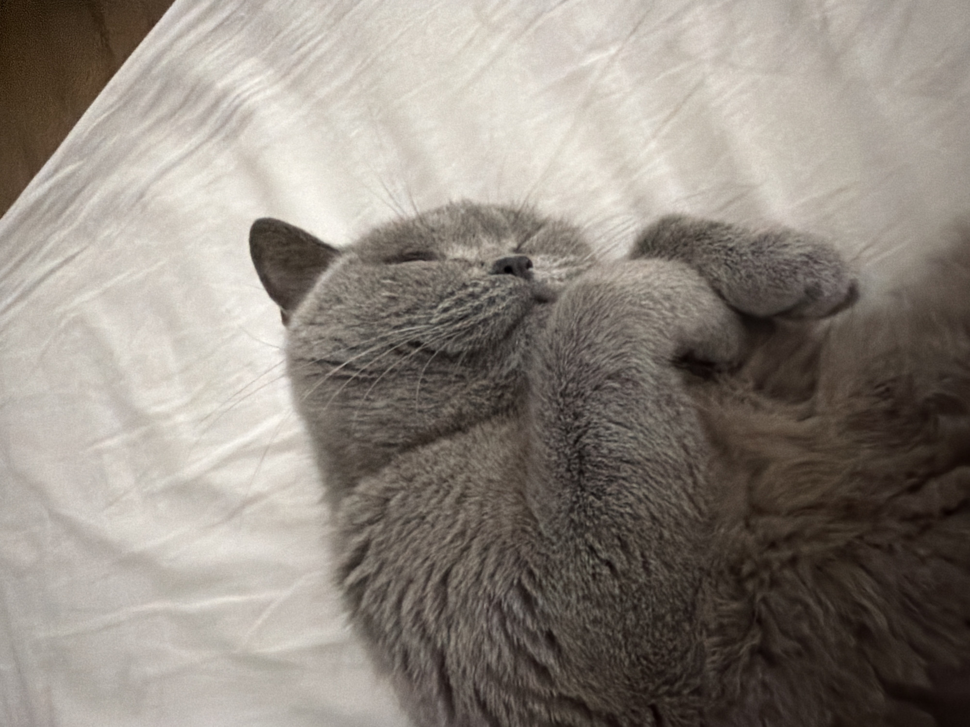 A gray cat is sleeping on a white bed. The cat is curled up with its paws near its face. The cat's eyes are closed. The location is not identifiable.