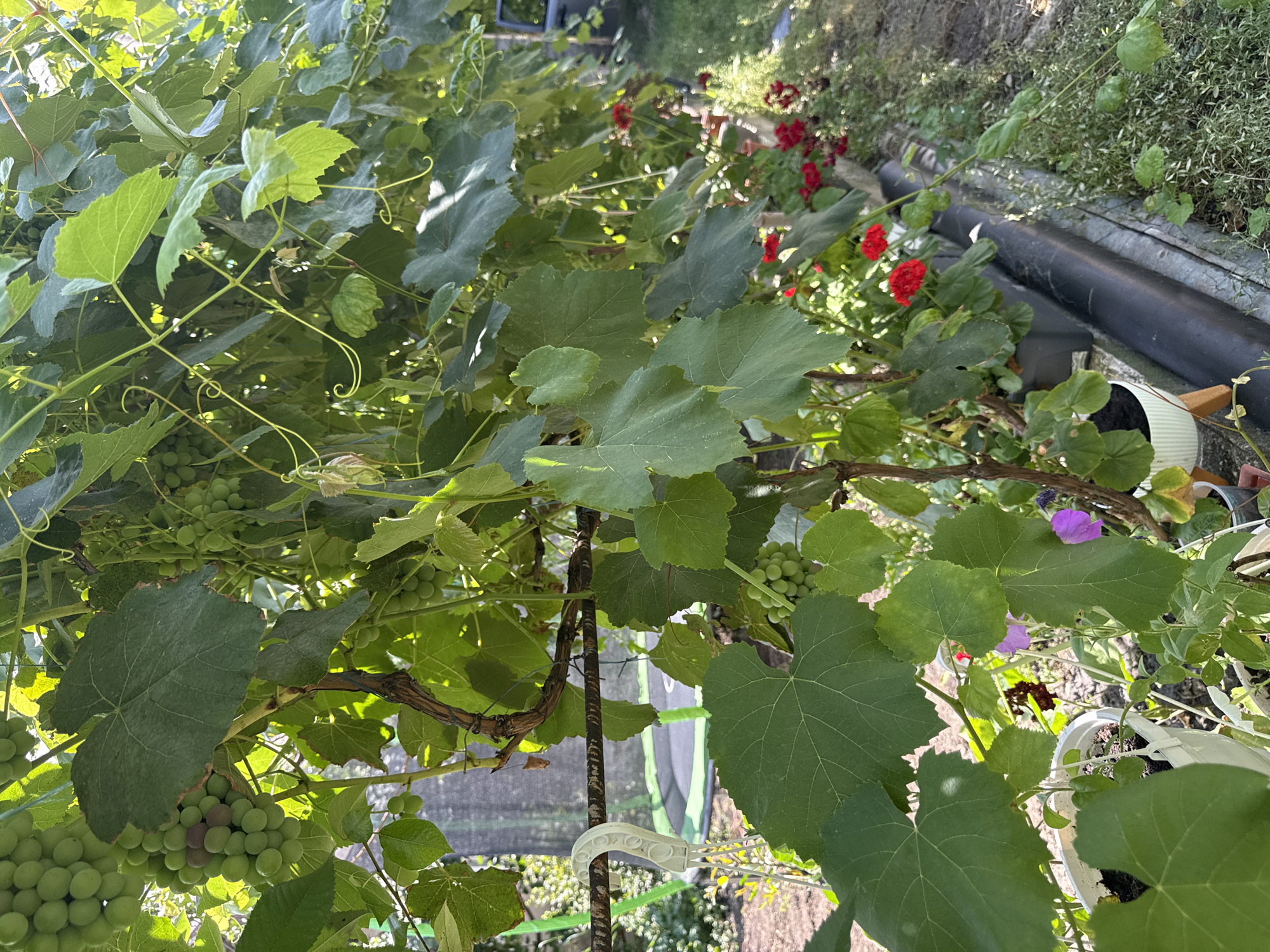 In the city of Basarabeasca, Moldova, an outdoor scene is captured featuring a lush grape vine laden with developing green grapes. The vine is supported by a metal bar, on which a white plastic hook is attached. The foreground is dominated by large, green grape leaves and tendrils. In the background, red geraniums are in bloom in pots, and a portion of a trampoline can be seen. The lighting suggests a sunny day. The image is a close-up, vertical shot of the garden.