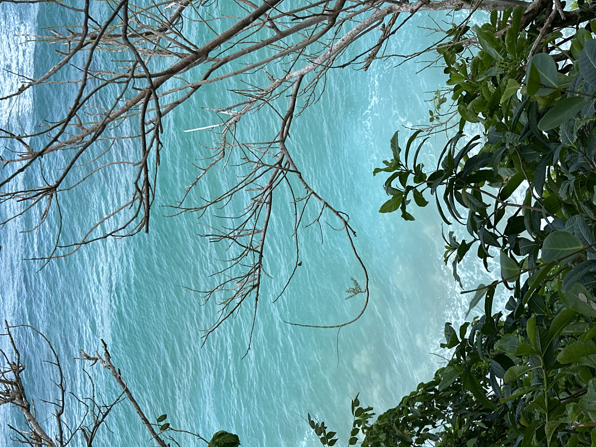 The image depicts a view of the turquoise ocean from a vegetated clifftop in Kuta Selatan, Indonesia. The foreground is dominated by lush green foliage, obscuring the cliff face and suggesting a dense coastal jungle or garden. Interspersed among the leaves are the bare branches of trees, some reaching out over the water. The ocean itself is a vibrant teal color, with small white waves creating a textured surface. The light suggests it is daytime, likely mid-morning or afternoon, given the brightness of the water and the shadows cast by the foliage. No people or structures are visible in the frame, focusing the scene entirely on the natural landscape.