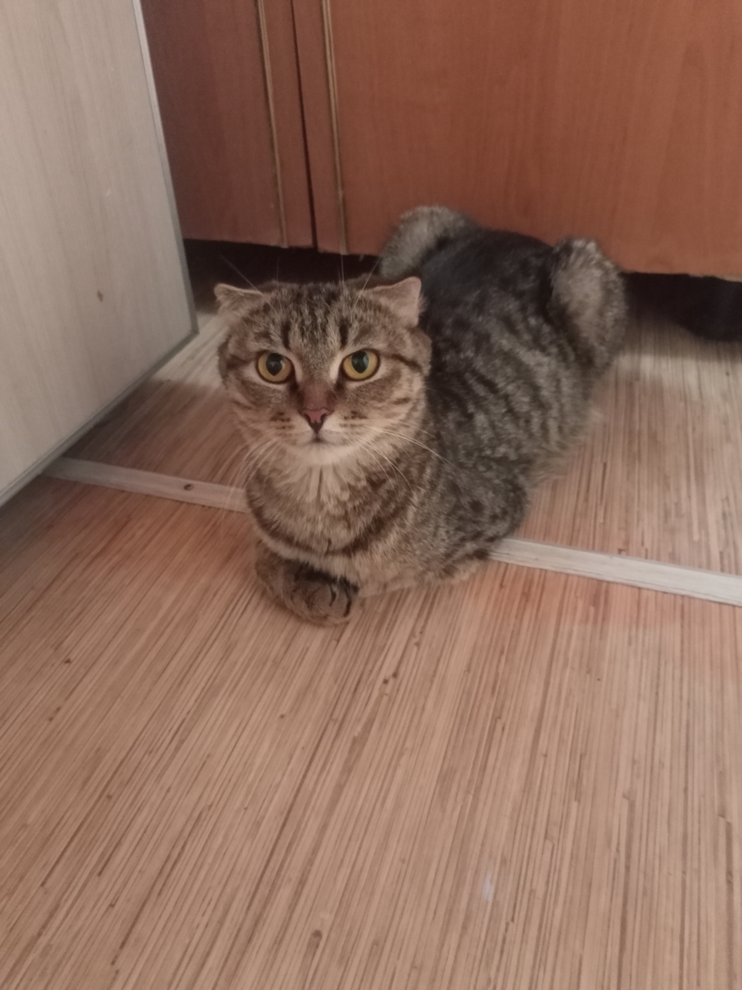 A tabby cat with green eyes and folded ears sits on a wooden floor. The cat is facing the camera with its paws tucked under its body. The background shows a wooden cabinet. The image does not contain any information that would allow for its location in the city of Miass, Russia to be determined.