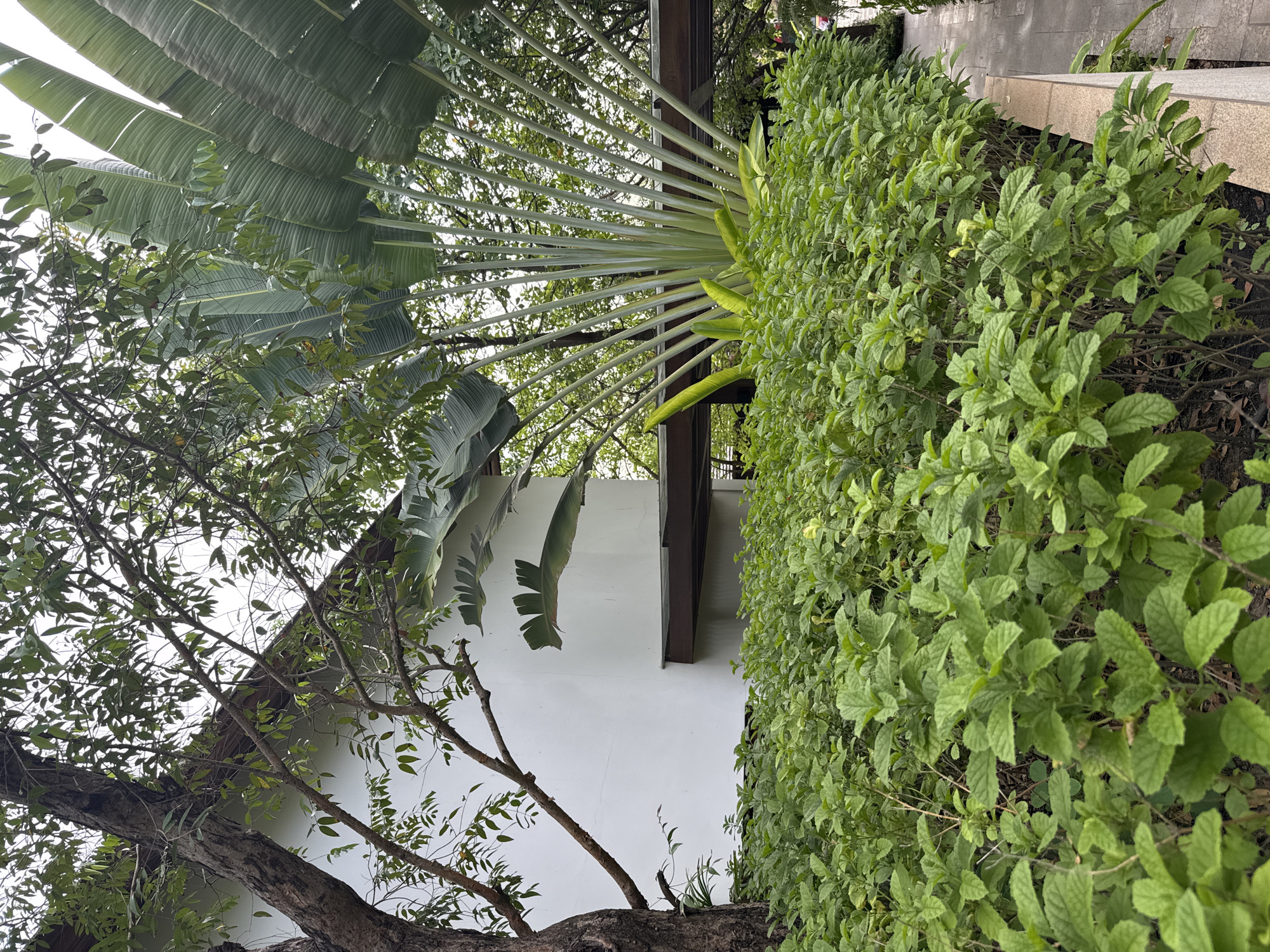 A tall, mature tree with a rough, textured bark stands to the left of a white, modern building with sharp angles and a dark overhang. Lush, green, leafy bushes fill the foreground, creating a dense hedge. Behind the bushes, a large traveler's palm tree with fan-like leaves dominates the right side of the frame, its tall, thin stalks reaching upwards. The scene is outdoors, likely in a tropical or subtropical climate, given the presence of the palm tree. A paved walkway is visible on the far right edge of the image, suggesting a park or garden setting within a city. The sky is overcast or bright, with no direct sunlight visible.