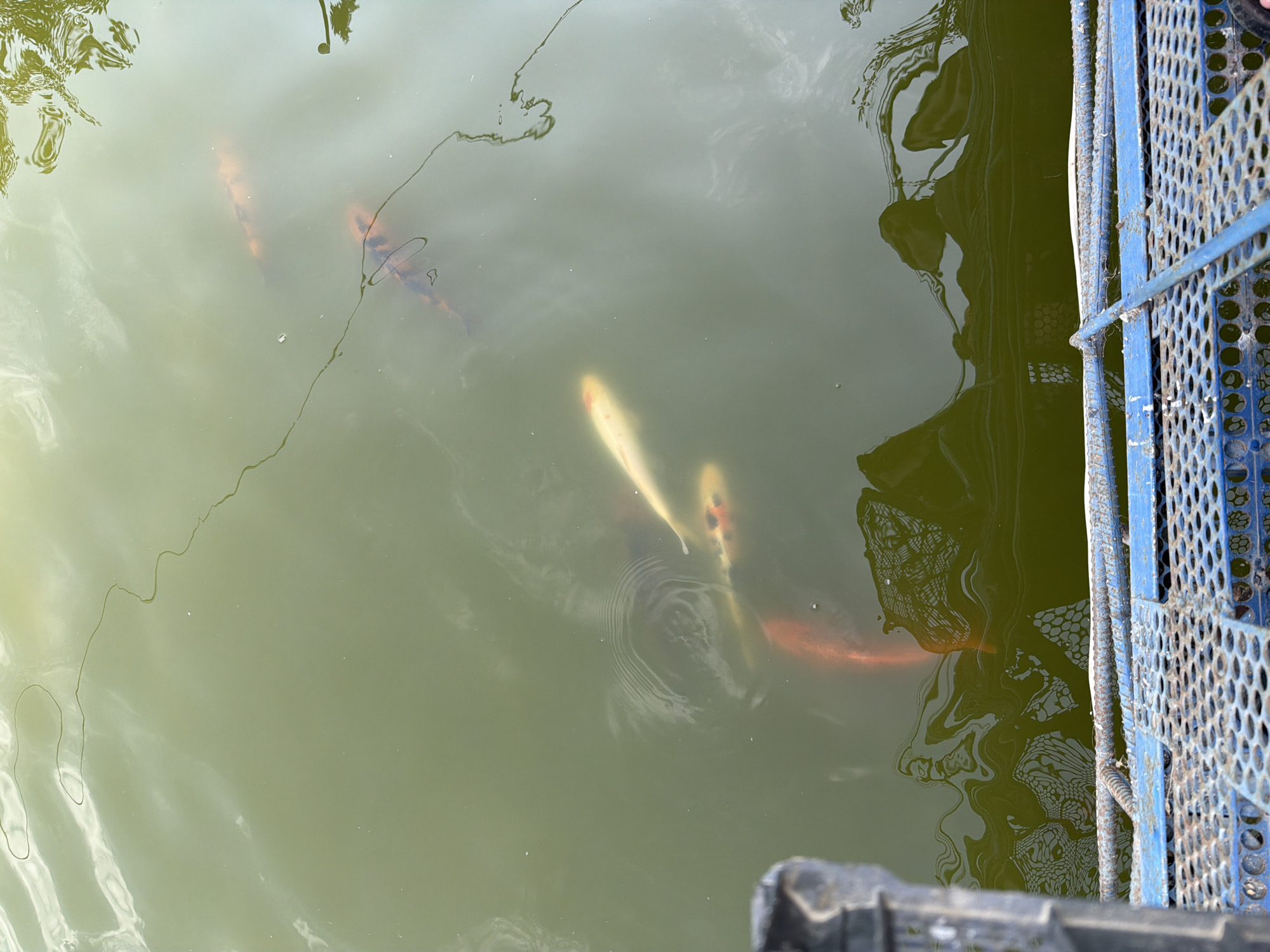 The image depicts a koi pond with several koi fish swimming in murky green water. A thin black string or wire is visible on the surface of the water, spanning diagonally from the upper left to the right. The water's surface reflects the sky and some tree branches, creating distorted patterns. In the foreground, a blue metal grate structure with some rust is visible, suggesting a platform or walkway over the pond. The overall scene appears to be outdoors, possibly in a park or garden setting. No people are visible in the image. The location is Nəvahi Stansiya, Azerbaijan.