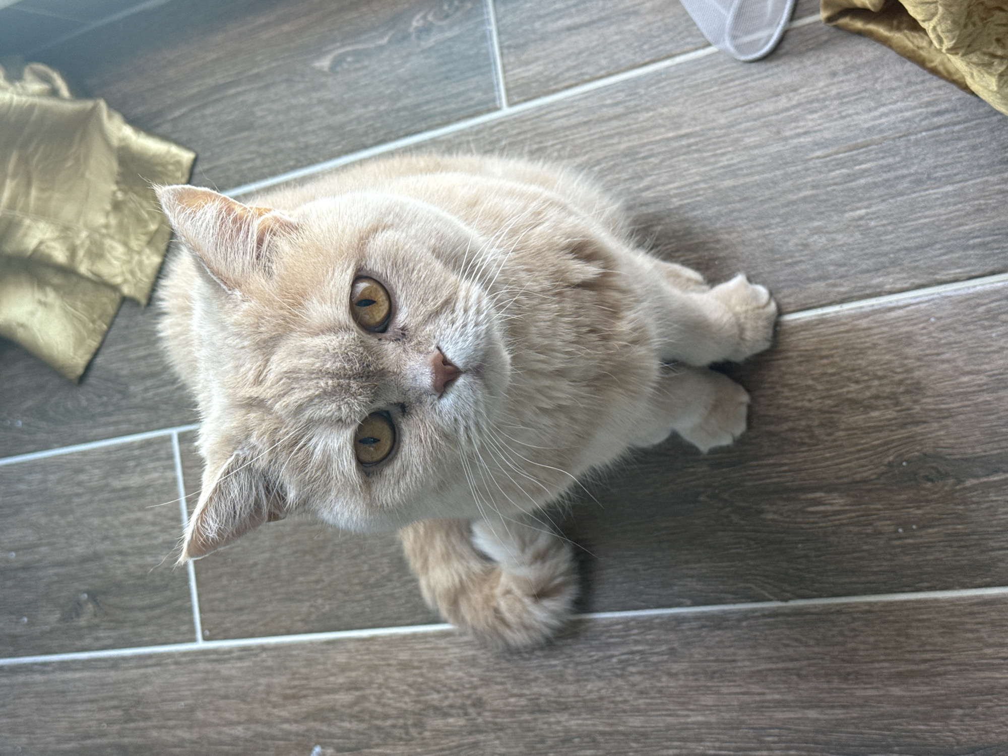 A light-colored cat with cream or buff-colored fur and striking amber eyes is the central subject of this high-angle shot. The cat is positioned on a light brown, wood-look tiled floor with visible grout lines, suggesting an indoor setting like a home. It is looking directly up and slightly to the left, with an attentive and curious expression. Its pink nose and long white whiskers are clearly visible.
In the upper left corner of the background, a crumpled piece of light gold, satin-like fabric is partially visible. Another small, white, mesh-like object can be seen in the upper right corner. The lighting is bright and even, suggesting daytime. The focus is sharp on the cat, with the background elements slightly out of focus. No text is visible in the image.
