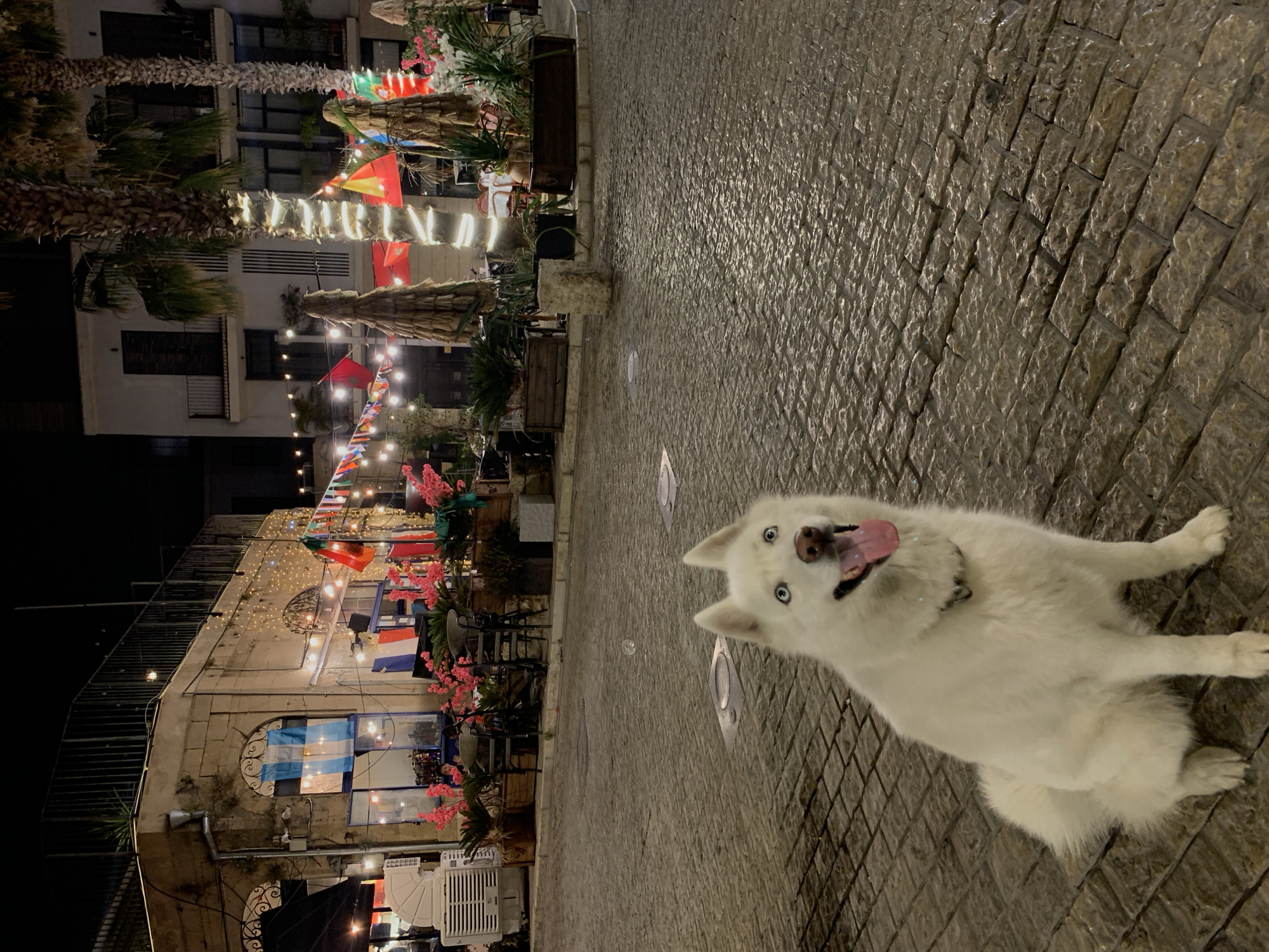 The image depicts a white husky dog with striking blue eyes sitting on a cobblestone street at night. The dog is in the foreground, looking towards the camera with its tongue out and mouth open, appearing happy and alert.
In the background, there is a building with stone facade and arched windows, decorated with strings of lights and various national flags. Palm trees with lights wrapped around their trunks are also visible, along with potted plants and outdoor seating areas, suggesting a lively street scene or an outdoor restaurant. The street is wet, reflecting the ambient light. The overall impression is one of a festive evening in an urban environment. The location is identified as Tel-Aviv, Israel.