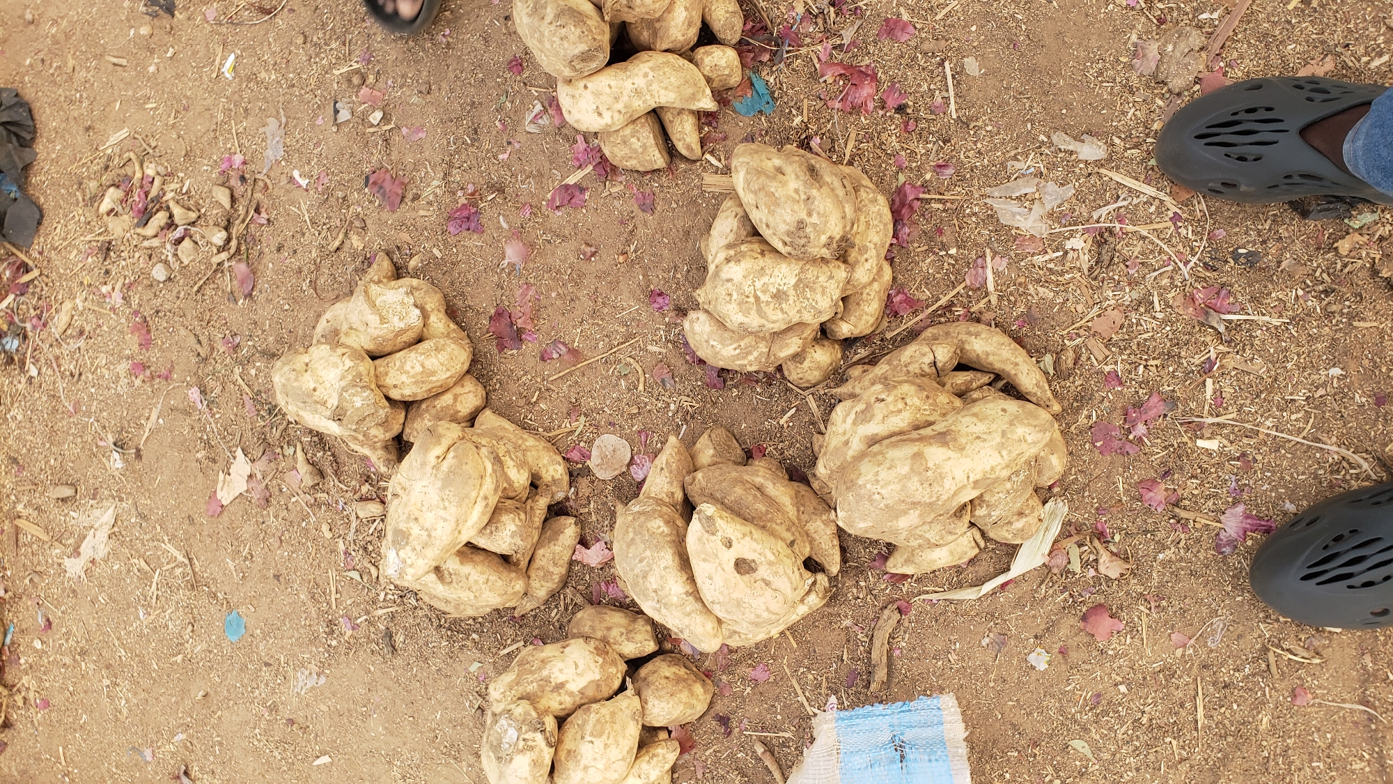 The image provides a high-angle view of several piles of large, irregularly shaped tubers, likely yams or sweet potatoes, laid directly on reddish-brown earth. The scene is outdoors, consistent with a market or roadside stall in Rido, Nigeria.
The ground is covered with a mix of dry dirt, scattered reddish-purple leaves, small twigs, and fragments of plastic debris. The tubers themselves are light brown or off-white, with some adhering soil, and are arranged in approximately six distinct mounds across the frame.
On the far right side of the image, the lower part of a person's leg and foot is visible. The foot is clad in a dark, textured, slip-on sandal or shoe with distinct perforations. In the lower right corner, a small section of blue and white striped woven material, possibly part of a bag or sack, is visible.
The activity depicted is the display or sale of these tubers. The natural lighting suggests it is daytime. No specific weather conditions, emotions, or text are discernible in the image.