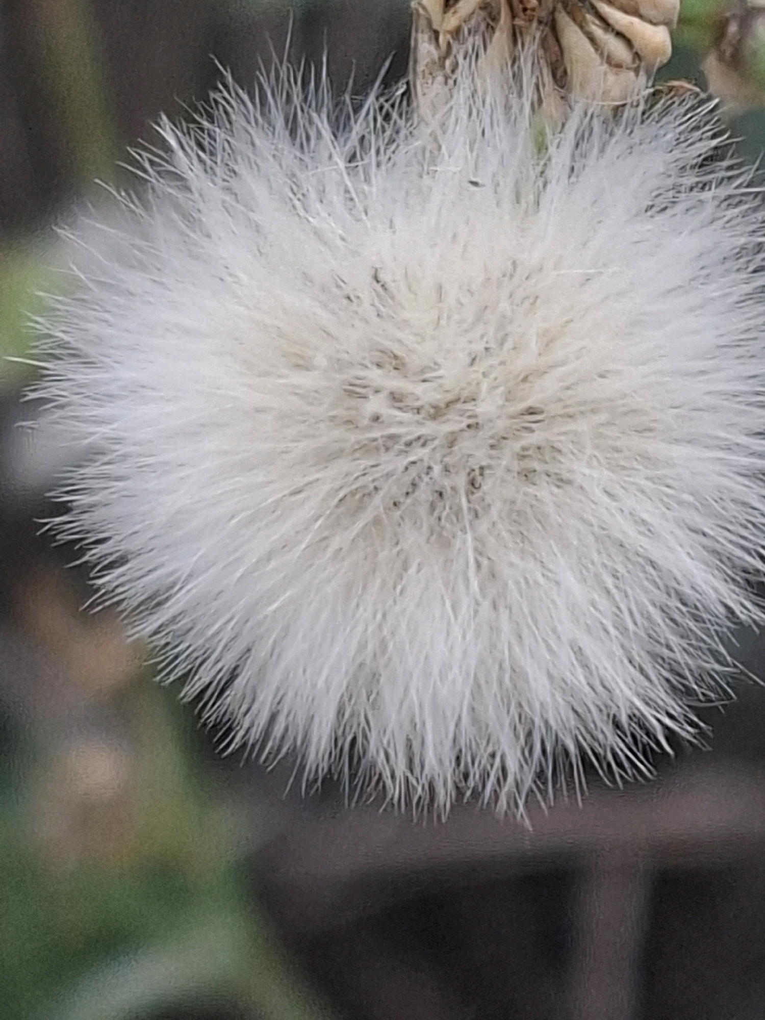 The image shows a close-up of a fluffy, white seed head, possibly a dandelion or a similar plant, against a blurred background of green foliage and dark brown earth. The seed head is round and plump, with numerous fine, feathery bristles radiating outwards. The top of the seed head appears to have remnants of dried plant material. The lighting is soft, highlighting the delicate texture of the bristles. The background suggests an outdoor environment, possibly a park or garden. There are no people or animals visible in the image. The specific location within Almaty, Kazakhstan, cannot be determined from the visual information provided.