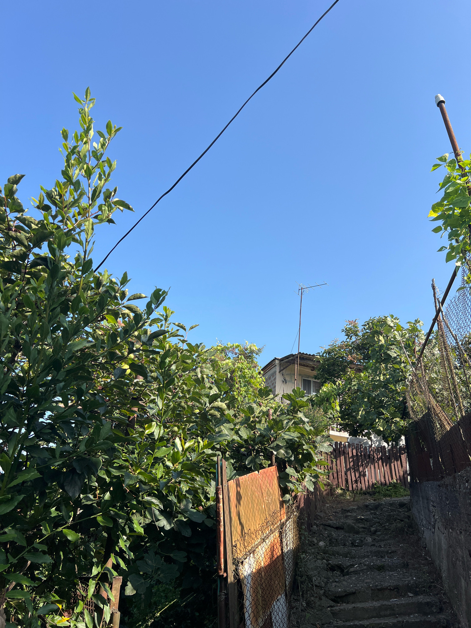 The image depicts an outdoor scene on a clear, sunny day, likely in Sokhumi, Abkhazia. In the foreground, a weathered, rocky staircase ascends, flanked by a concrete wall on the right and a rusty metal fence on the left. Overgrown green foliage, including what appears to be fig trees, encroaches from the sides and above. The staircase leads towards a wooden fence and a building in the background, partially obscured by the dense vegetation. A television antenna is visible above the building's roof, and a power line stretches diagonally across the bright blue sky. The overall impression is one of a somewhat neglected, overgrown urban or semi-urban environment.