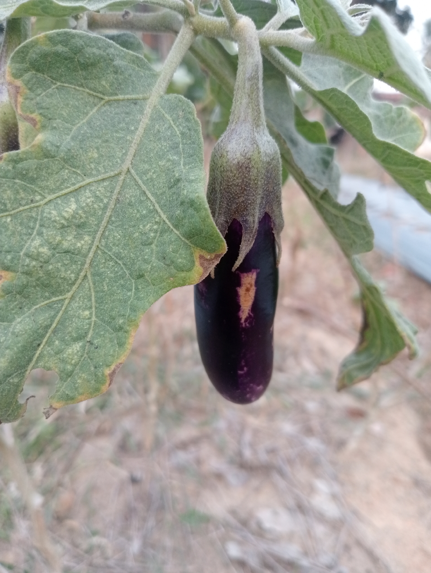 A close-up, eye-level shot captures an unripe eggplant hanging from a branch, its stem covered in fine, fuzzy hairs. The eggplant is a deep purple, tapering to a point, with a splash of lighter purple and a hint of yellow near the top. It is surrounded by large, fuzzy green leaves, some showing signs of discoloration and browning along the edges, indicating possible disease or damage. The background is blurred, showing dry, earthy ground with sparse vegetation. The overall impression is a natural setting, likely a garden or field, with the eggplant being the central focus. The presence of dry vegetation and the color of the soil suggest a warm, dry climate. Without further information or context, it is not possible to determine the exact location within Kota Negara Timur, Indonesia.