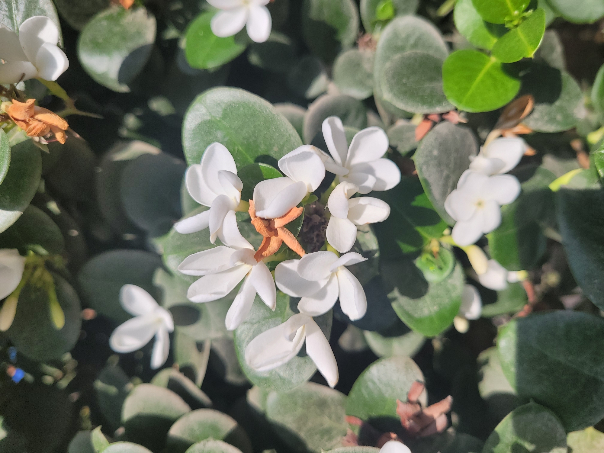 A close-up, top-down view captures a cluster of small, white, star-shaped flowers with five petals each, nestled amongst glossy, oval-shaped green leaves. Some of the flowers are fully open, revealing a hint of a darker center, while others are still buds. Interspersed among the blossoms are dried, brown floral remnants. The lighting suggests it is daytime, with sunlight casting shadows on the leaves and highlighting the texture of the petals. The scene is an outdoor environment, likely a garden or natural foliage, within the city of Episkopi, Cyprus. There are no people or discernible actions depicted in the image.