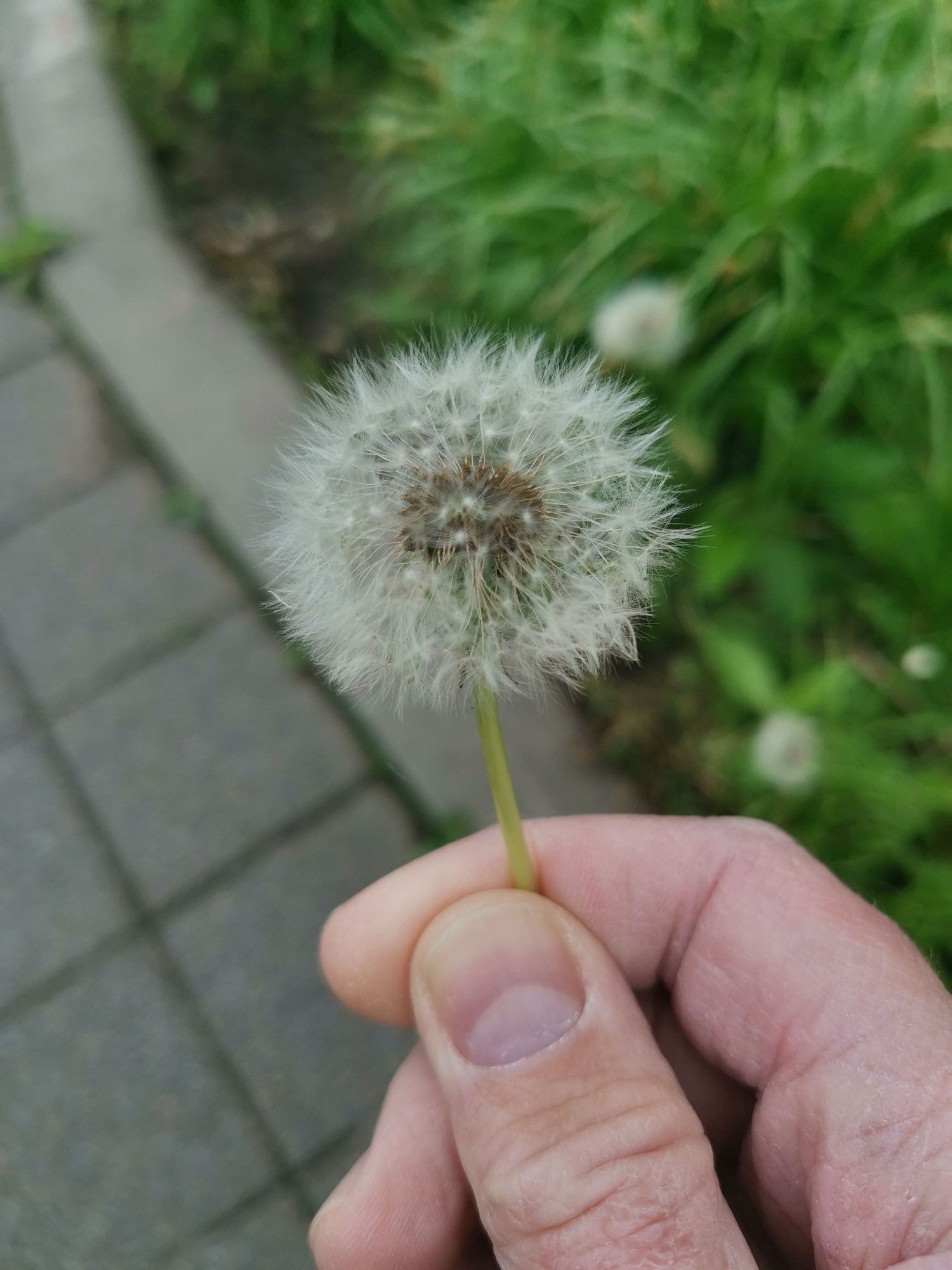 A dandelion is being held by a person’s hand. The background includes gray paving stones, green grass, and another dandelion flower. The location is not apparent from the image. It cannot be ascertained whether it is in Moscow, Russia.
