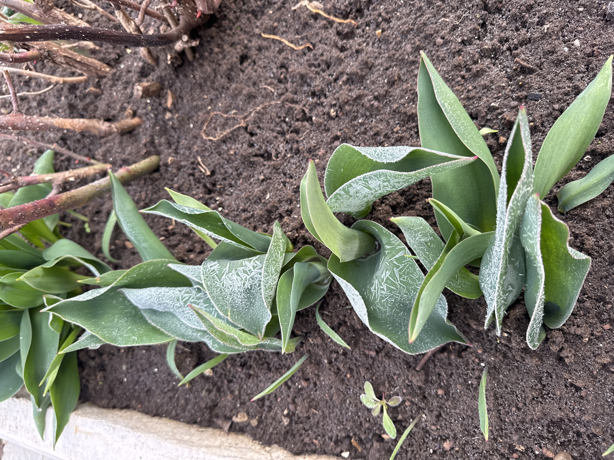 A close-up shot depicts emerging tulip plants covered in frost. The plants are low to the ground, with leaves unfurling from the soil. The ground is dark brown earth, and a section of concrete or stone border is visible in the lower left. There are also dead plant stems and twigs scattered near the base of the tulip plants. The image was likely taken in a garden bed in the city of Chaikovsky, Russia.