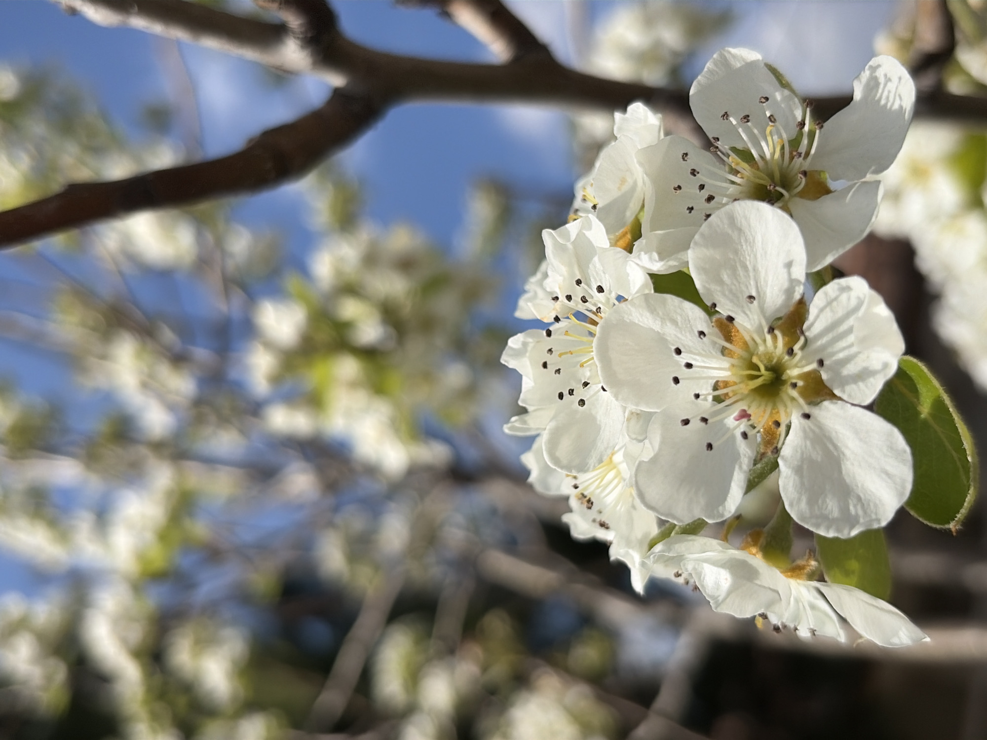 A close-up shot of white flowers on a tree branch, taken outdoors. The flowers are the primary focus and are sharply in focus, while the background, including the tree branches and sky, is blurred. The setting appears to be a natural environment, possibly a park or garden. The location is Unknown, Unknown.