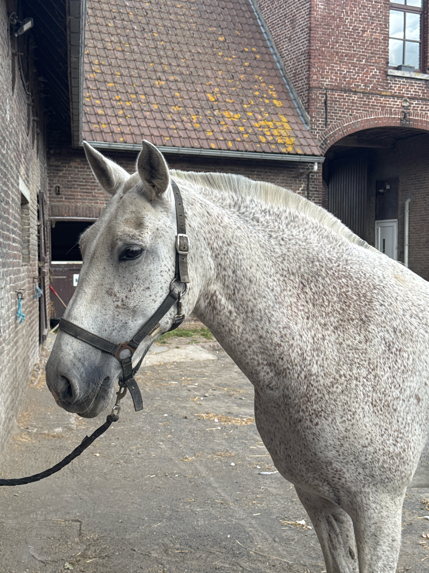 A dappled grey horse is standing in what appears to be a stable yard, with a brick building and a tiled roof in the background. The horse is wearing a black halter and is tethered by a rope. The ground is dirt and there is some straw scattered around. The building appears to be old, with worn brickwork and a terracotta tiled roof. The location is identified as Estaimpuis, Belgium, a municipality in the province of Hainaut. The lighting suggests it is daytime, possibly overcast.