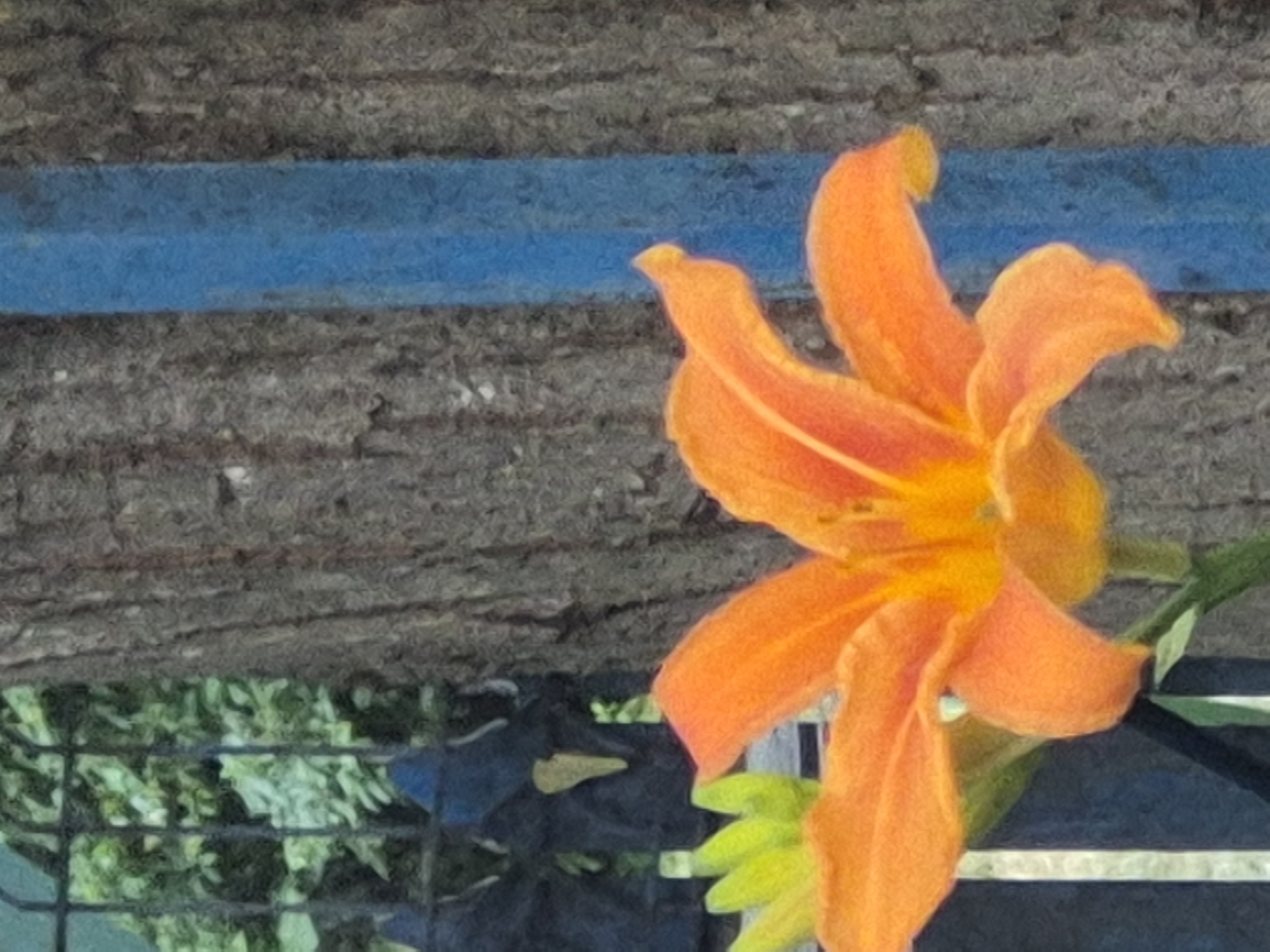 An orange lily is in full bloom, its petals unfurling against a backdrop of a tree trunk with a blue stripe running vertically along its surface. The lily's center appears to have some darker markings. To the left of the lily, a cluster of small, bright green buds are visible, also on a stem. Behind the lily and buds, a dark metal fence can be seen, partially obscured by greenery. The overall impression is of a natural element set against man-made structures within an outdoor, urban environment. The specific location in Chișinău, Moldova, is not discernible from the visual information provided.