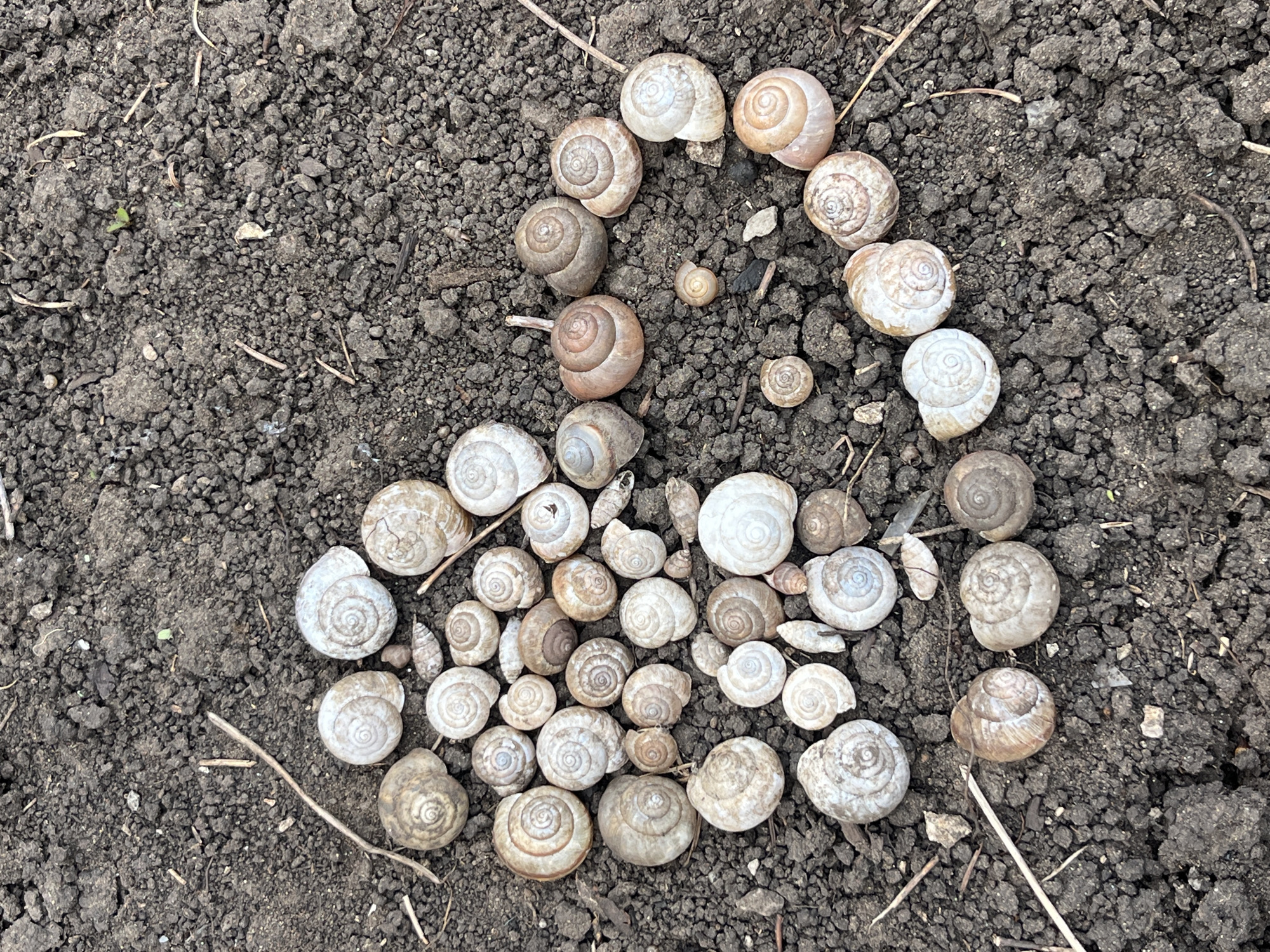 An overhead shot displays a collection of numerous snail shells arranged on dark, clumpy soil, forming a distinct heart shape. The shells vary significantly in size, ranging from tiny, pea-sized specimens to larger ones several centimeters across. Their colors span a palette of earthy tones, including light beige, off-white, various shades of brown, and gray, all exhibiting the characteristic spiral pattern.
The ground beneath the shells appears to be tilled earth or garden soil, with small clods and scattered bits of dried plant material and twigs. There is no overt activity depicted, but the deliberate arrangement of the shells suggests a human hand collected and placed them in this pattern, possibly as a decorative gesture or a form of nature art. The heart shape conveys a sense of affection or thoughtfulness.
The lighting indicates it is daytime, though the specific time of day or weather conditions cannot be determined. The scene appears to be outdoors, potentially in a garden, field, or other natural area in Oktyabrsky, Russia. There is no visible text within the image.