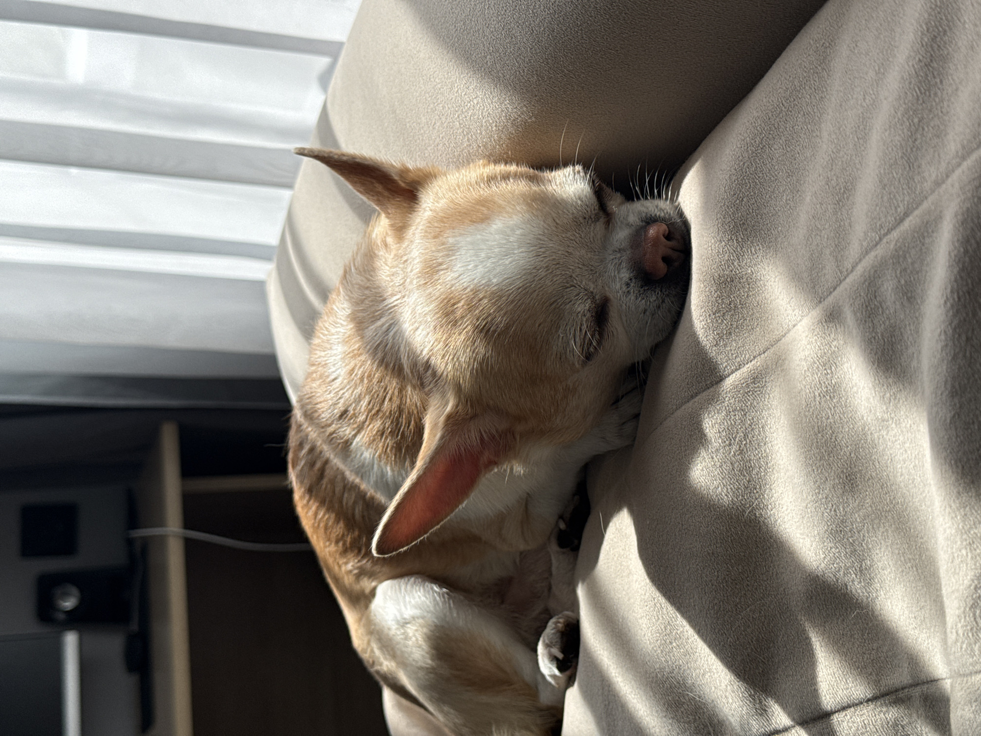 A brown and white chihuahua is asleep on a beige couch. The dog is curled up with its head resting on the cushion, and its paws tucked underneath its body. The light is bright and sunny, illuminating the dog and the couch. There is a window with white blinds in the background. A black object and a white cable are visible in the lower left corner.
The image does not provide any information about the location being in the city of Rostov-on-Don, Russia.
