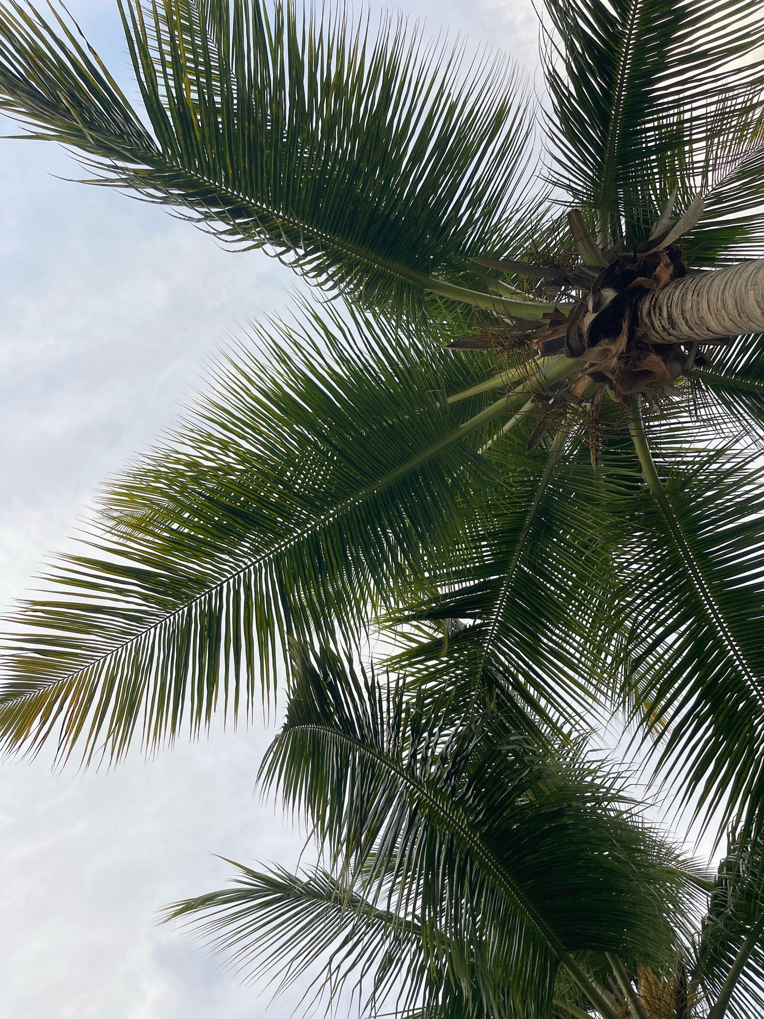 The image is a low-angle shot of palm fronds against an overcast sky. The fronds are a deep green, with some lighter green and yellowish streaks visible. The texture of the fronds is finely segmented, with sharp, pointed tips. In the center of the image, a portion of the rough, fibrous trunk of a palm tree is visible. The sky is a pale, uniform gray, suggesting diffused light conditions. The scene appears to be outdoors, likely in a tropical or subtropical climate. No people, actions, or interactions are depicted. The specific location within Providence, Seychelles, cannot be determined from the visual information provided.