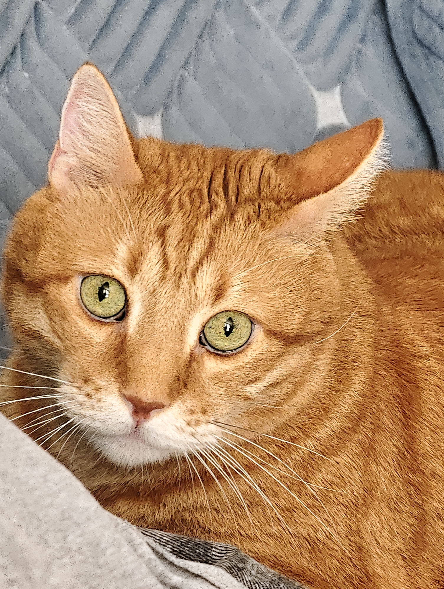 The image shows a close-up of an orange tabby cat's face. The cat has green eyes with black pupils and prominent white whiskers. Its fur is a mixture of orange and darker orange stripes. The cat is lying down, partially visible on a gray, textured surface, possibly a blanket or pillow. The background is a blurry blue, quilted fabric. There is no discernible location in Petah Tikva, Israel, or any other specific geographical information present in the image.