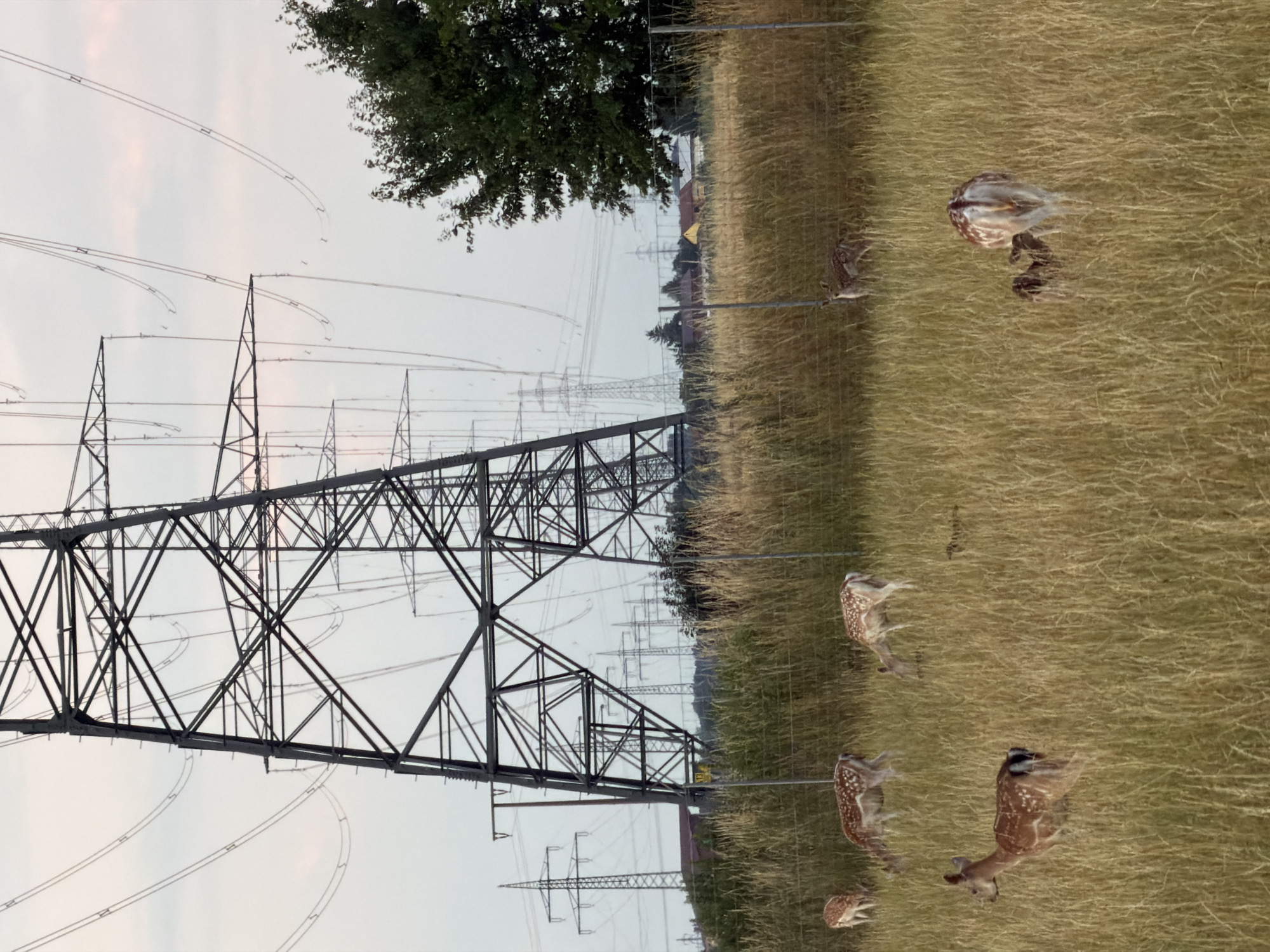 The image depicts a field in Pliening, Germany, where a group of fallow deer are grazing in tall, dry grass. In the background, a large electricity pylon dominates the scene, with a network of power lines stretching across the sky. Several other pylons are visible in the distance, suggesting a power substation or transmission line corridor. A mature tree stands to the right of the frame, partially obscuring the sky. The overall impression is one of a rural landscape juxtaposed with industrial infrastructure. There are no people present in the image.
