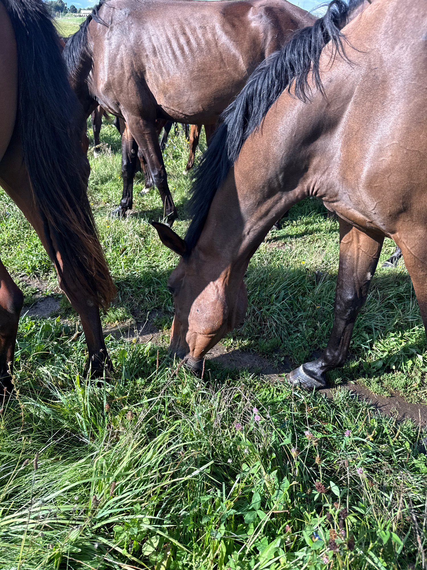 A group of brown horses are grazing in a grassy field on a sunny day. The horses are mostly in focus, with the foreground occupied by their legs and lower bodies. One horse is bending its head down to eat from the grass. The environment is natural, with green grass and some scattered small pink flowers. The background is blurred, but appears to be a field with some trees in the distance. The image was taken in Galinė, Lithuania.