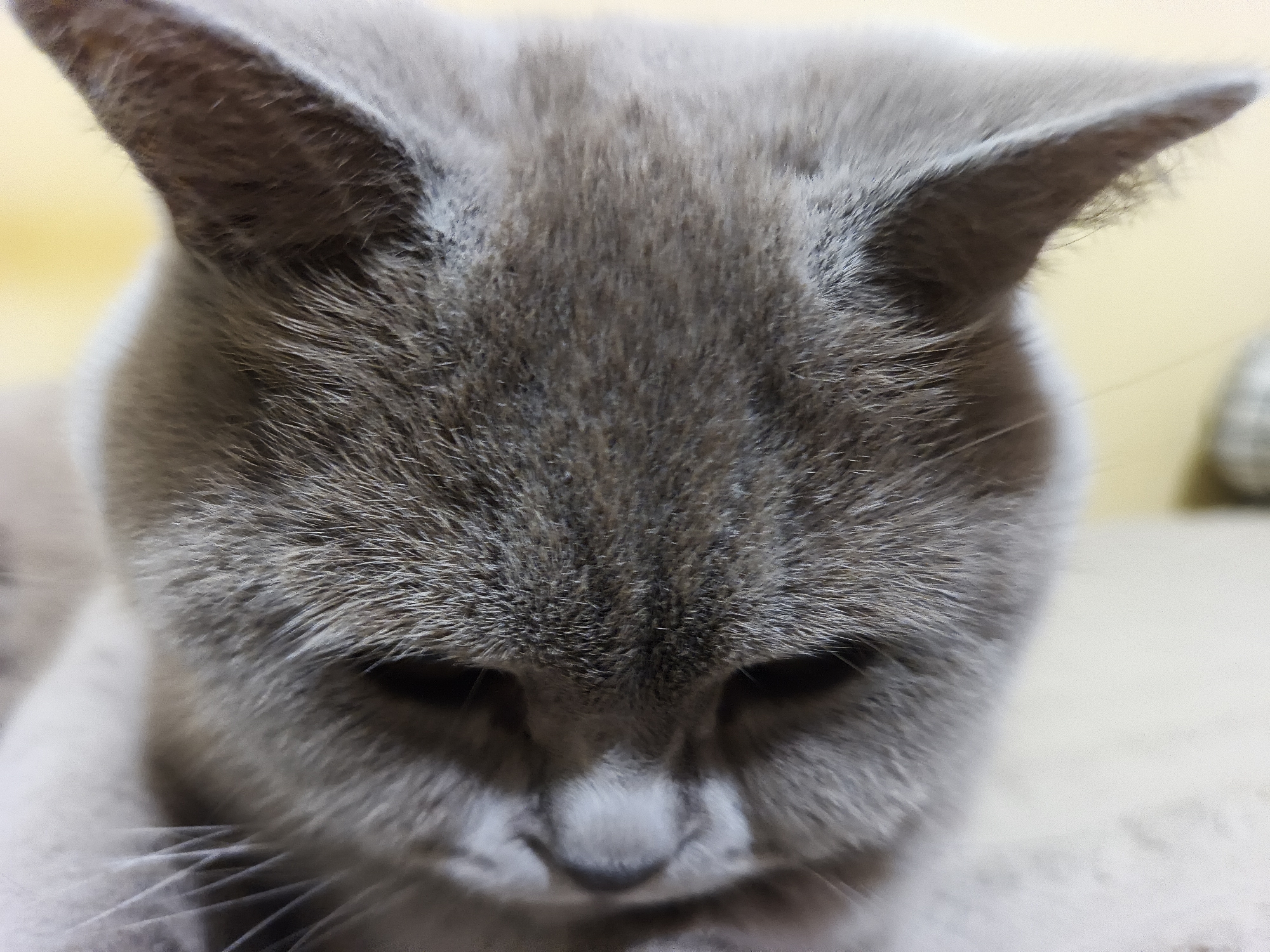 A close-up, slightly blurred, indoor photograph features a light gray cat with its head angled downwards. The cat's eyes are partially visible but dark, and the focus is on its head and upper body. The background is a blurry, light yellow color. There is no information available to determine that this photograph was taken in Ternopil, Ukraine. There is no other information about the environment and no information about people or their actions is visible in the image.