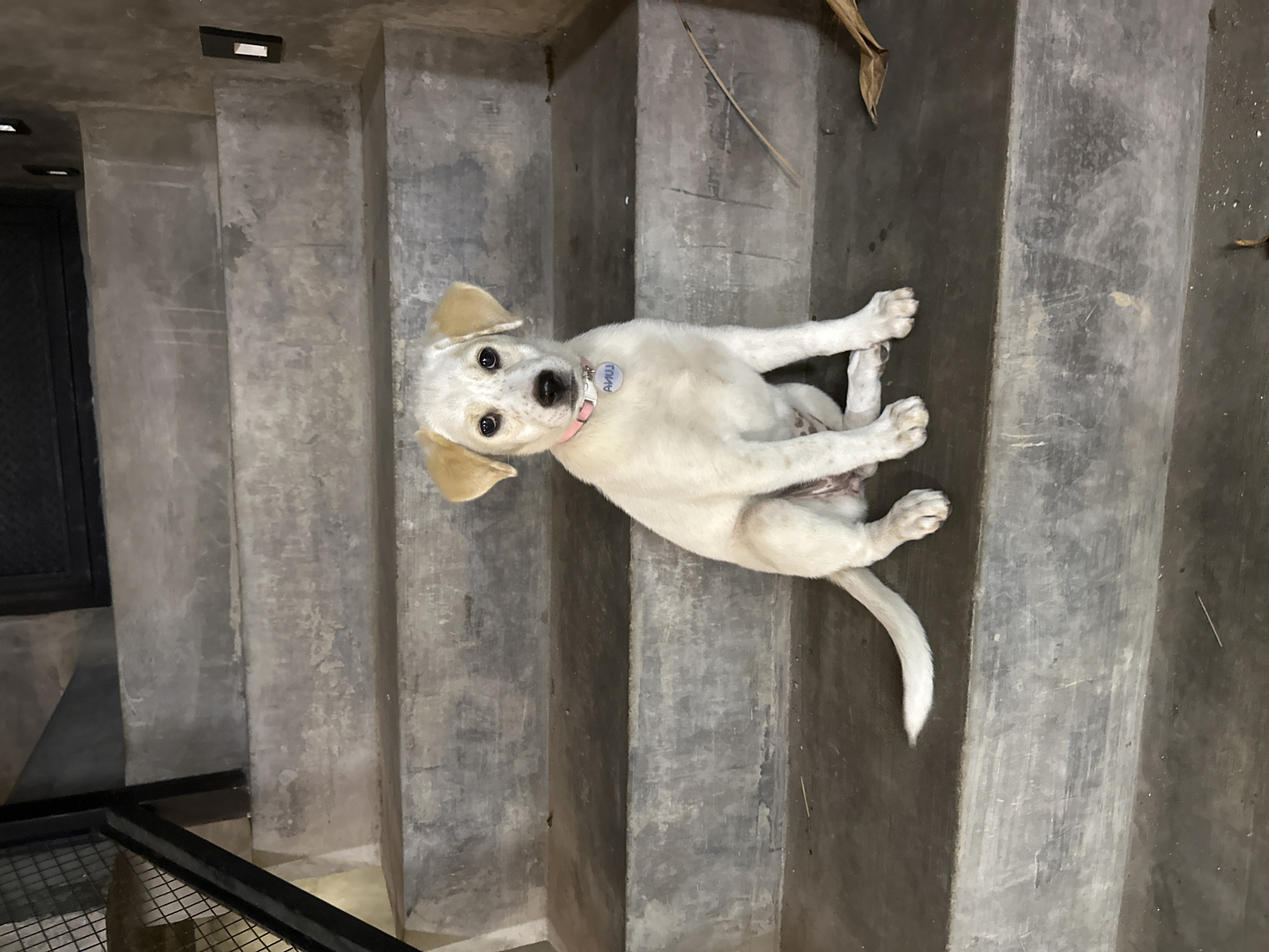 A light-colored puppy with tan ears and brown spots on its face is sitting on a concrete staircase. The puppy is wearing a pink collar with a blue tag that reads "LUNA." The staircase appears to be outdoors and is partially shaded. The background is dark and shows a metal railing and a wall with some light fixtures. The scene is likely in Kuta Selatan, Indonesia, as suggested by the tropical environment and architecture.