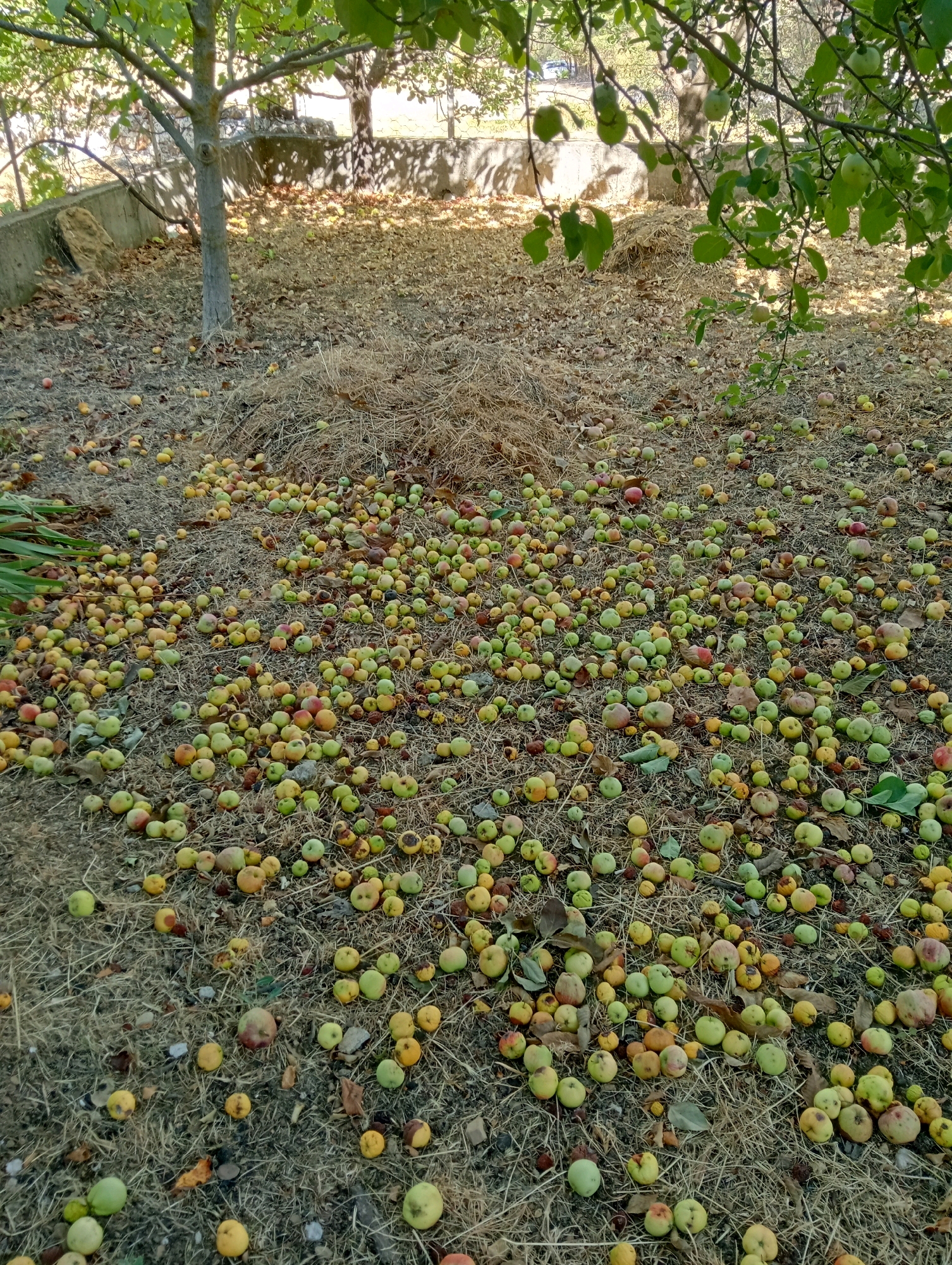 The image depicts a ground-level view of an orchard or garden area with numerous fallen fruits, likely apples or crabapples, scattered across dry grass and fallen leaves. The fruits vary in color, ranging from green and yellow to red and pink, and are of small to medium size. Some fruits appear bruised or damaged. Trees with green leaves are visible in the background, casting dappled shadows on the ground. The scene suggests an autumn harvest or a natural shedding of fruit. The location is identified as Silifke, Turkey. There are no people or animals visible in the image.
